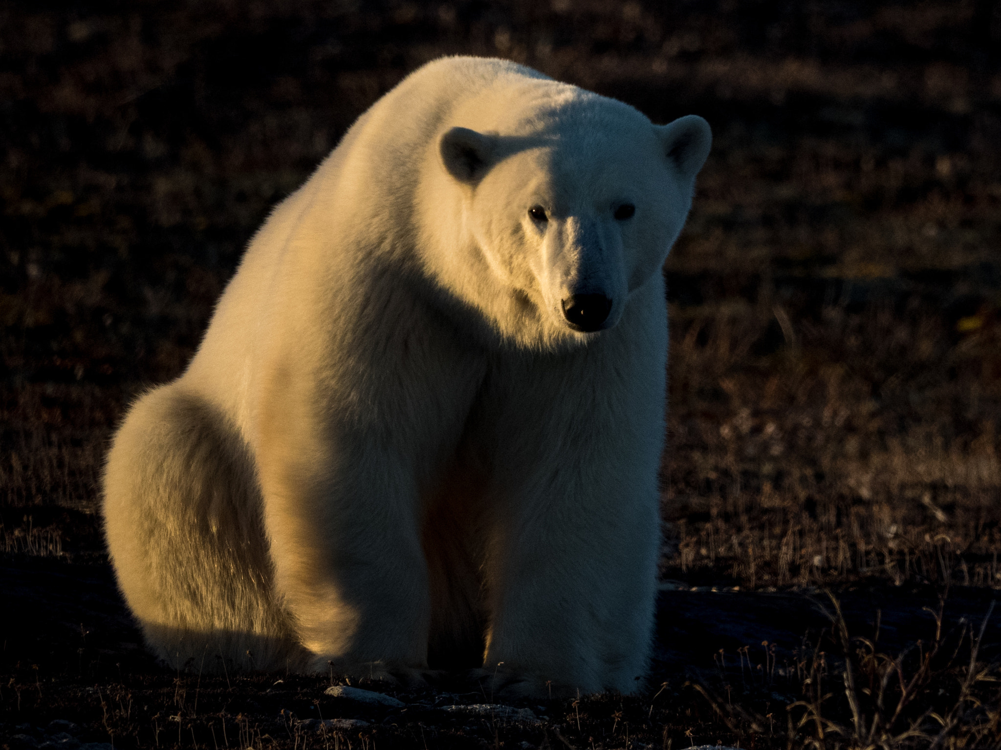 M.300mm F4.0 + MC-14 sample photo. Polar bear near churchill, mb photography