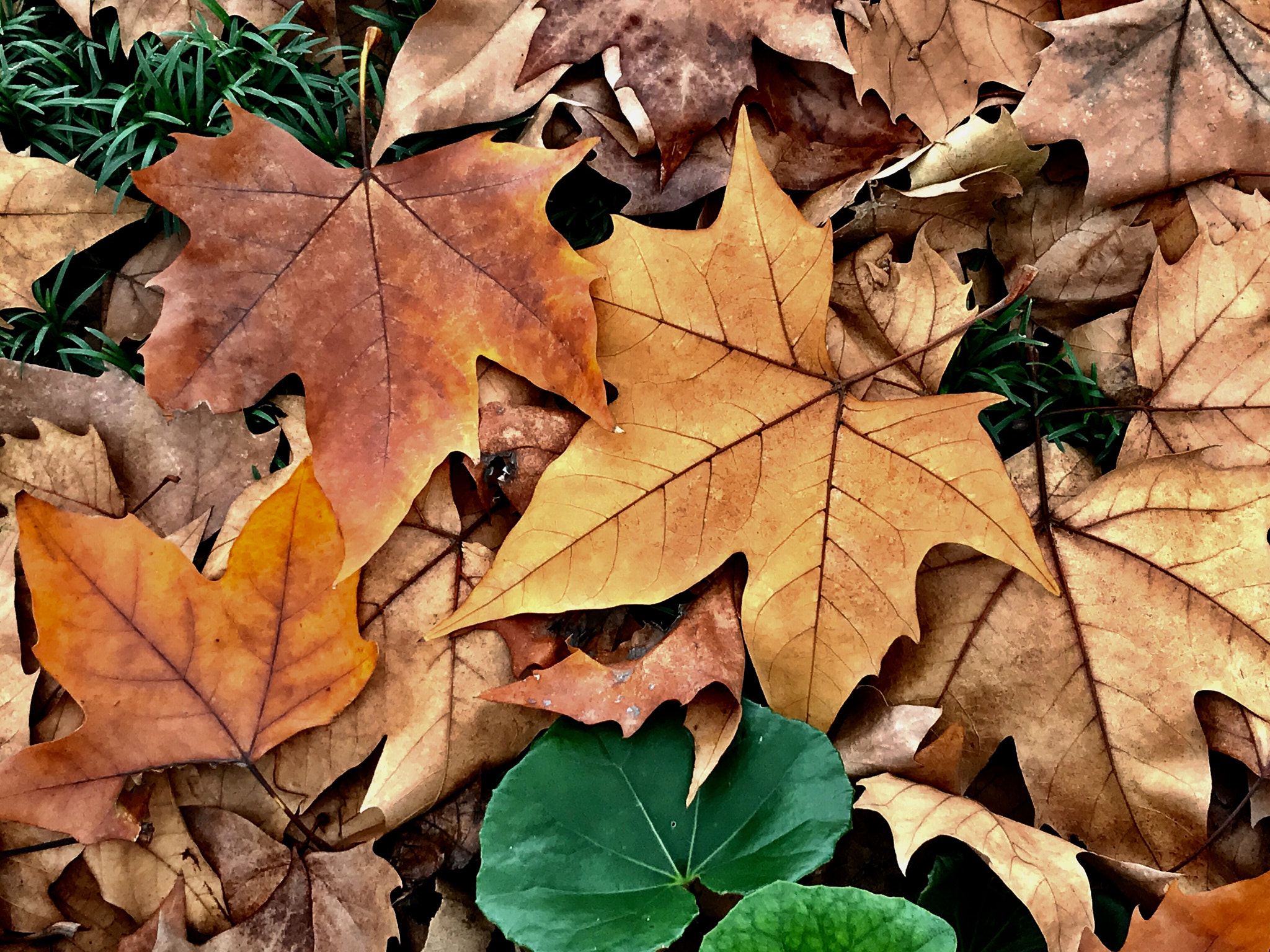 Apple iPhone9,1 sample photo. Fallen leaves 落叶 photography