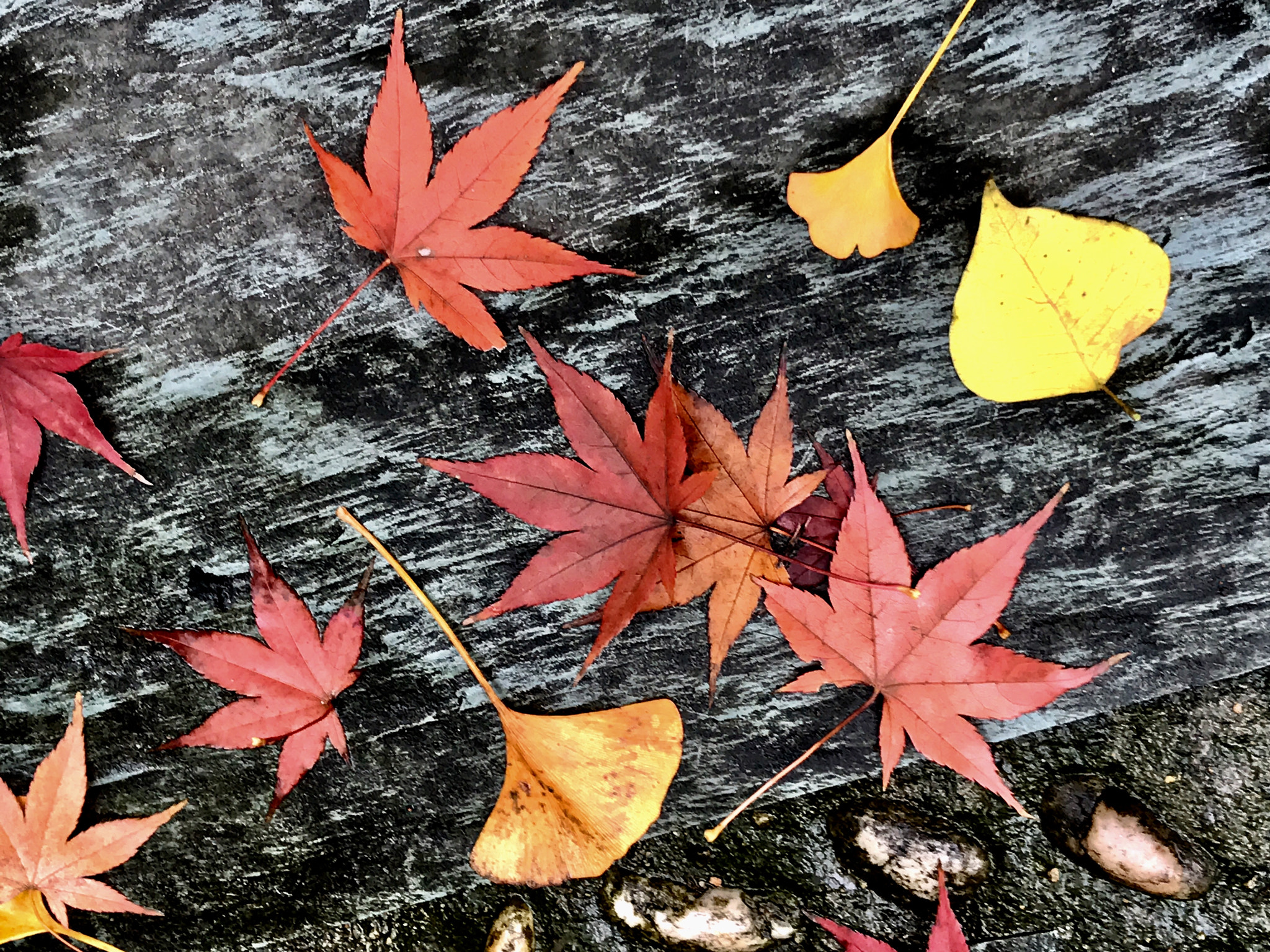 Apple iPhone9,1 sample photo. The fallen leaves on slabstone 石板上的落叶 photography