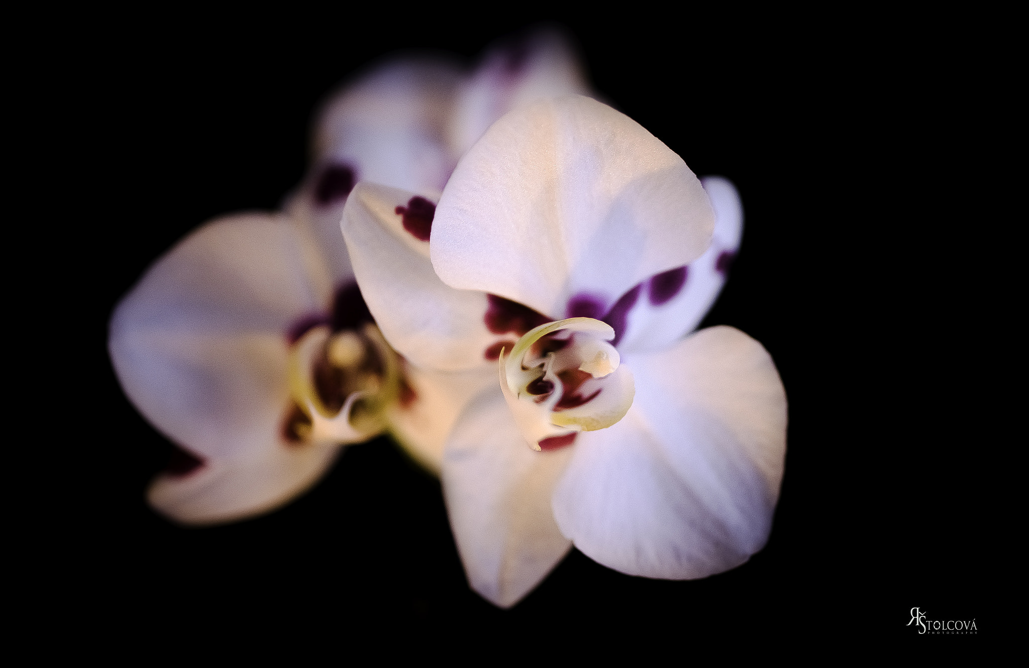 Nikon D750 + Tamron SP 35mm F1.8 Di VC USD sample photo. 34.jpg photography