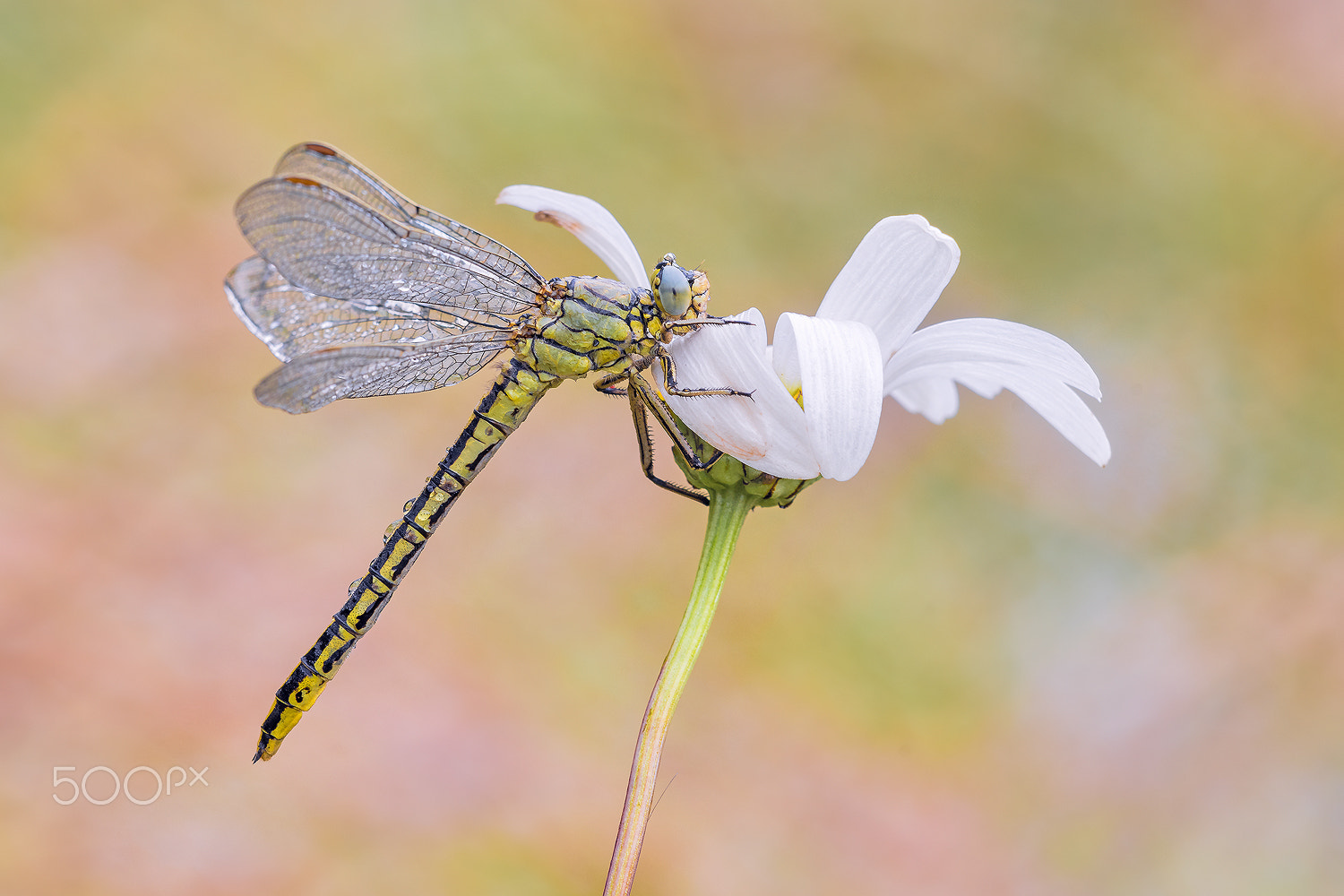 Sigma 150mm F2.8 EX DG Macro HSM sample photo. Western clubtail (gomphus pulchellus) photography
