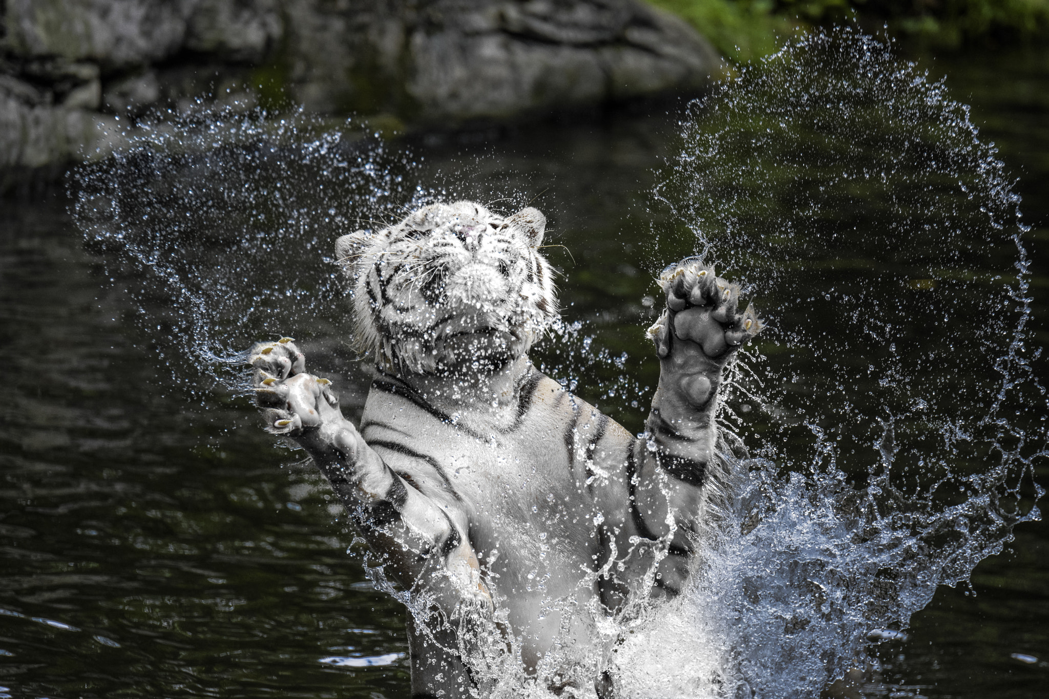 Nikon AF-S Nikkor 70-200mm F2.8G ED VR II sample photo. White tiger photography