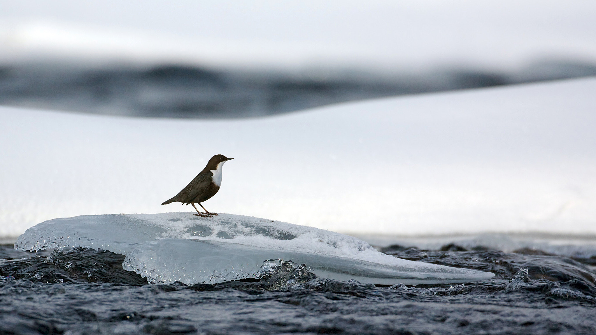 Canon EF 500mm F4L IS USM sample photo. Dipper in lapland photography