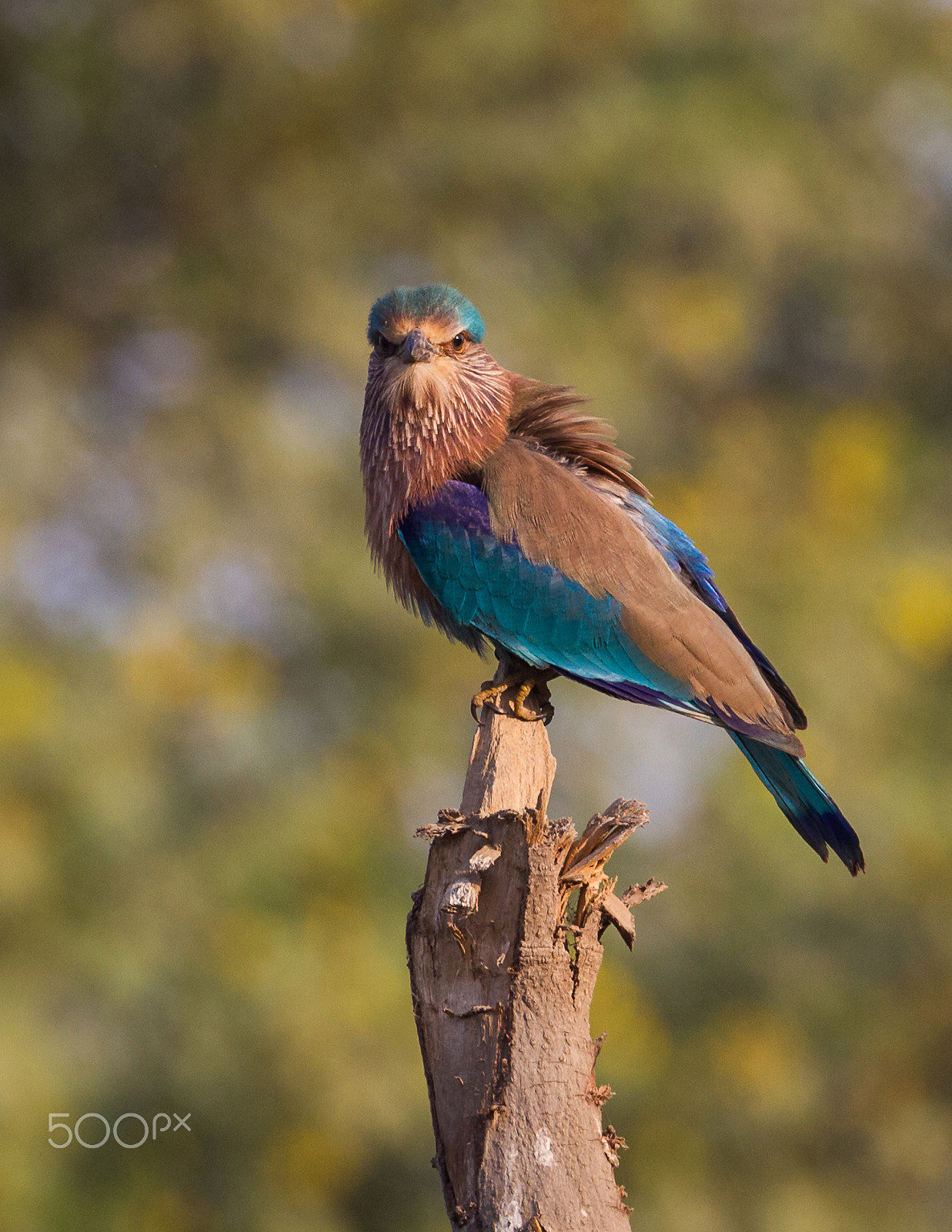 Canon EOS-1D Mark IV sample photo. Indian roller photography