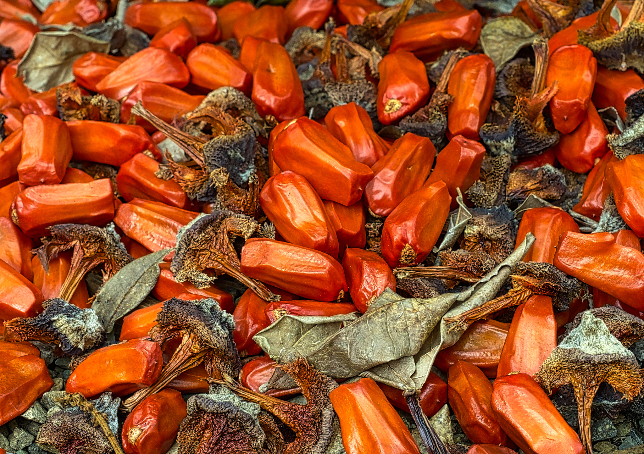 Olympus M.Zuiko Digital ED 60mm F2.8 Macro sample photo. Cycad seeds photography