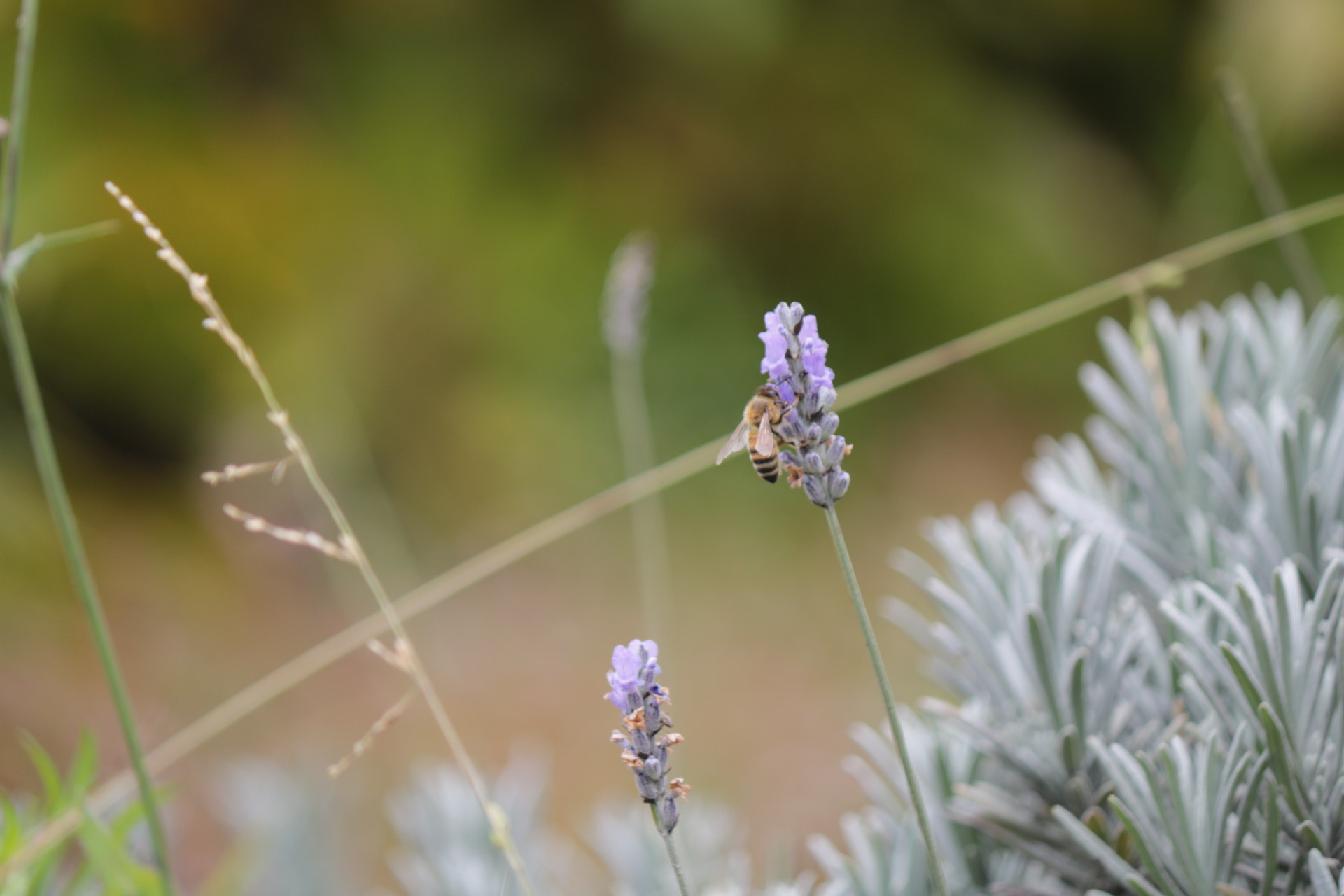 Canon EOS 750D (EOS Rebel T6i / EOS Kiss X8i) sample photo