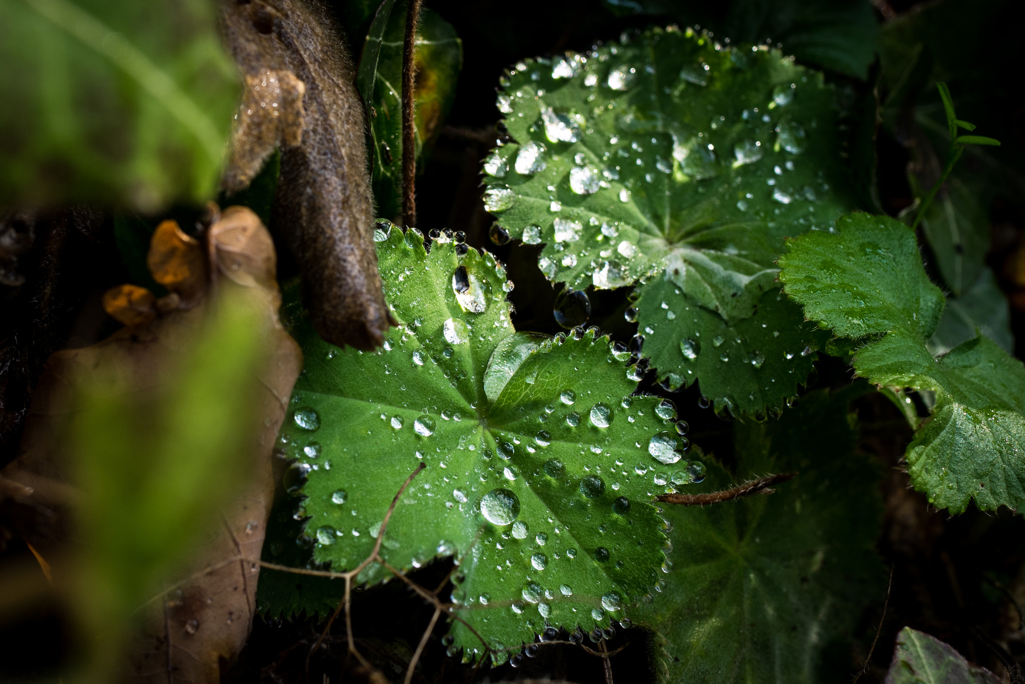 Panasonic Lumix DMC-GM1 + Panasonic Lumix G Macro 30mm F2.8 ASPH Mega OIS sample photo. Hidden prodigy photography