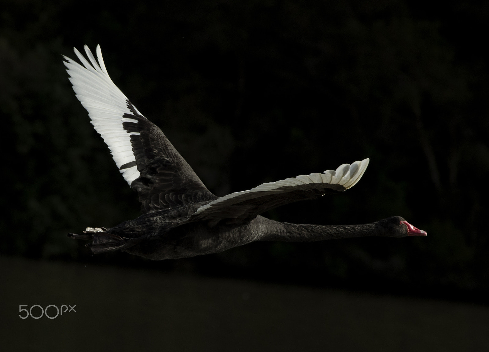 smc PENTAX-F* 300mm F4.5 ED[IF] sample photo. Black swan photography