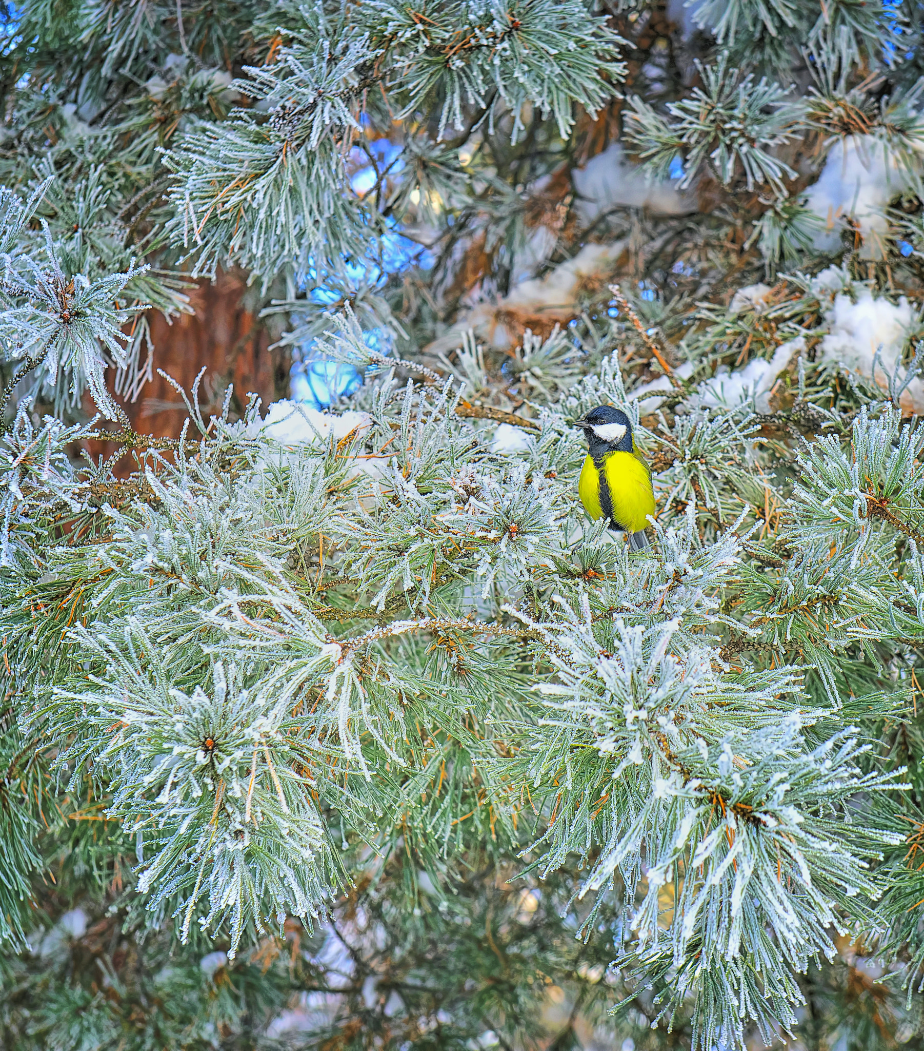 Nikon D800E + 24-70mm F/2.8 G sample photo. Cold photography