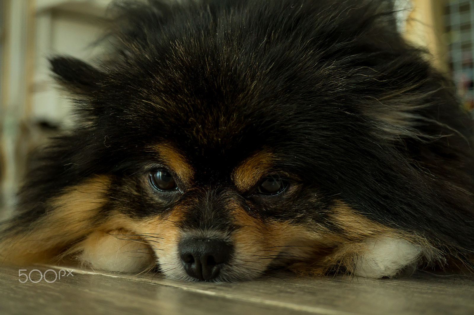 Sony a6300 sample photo. Pomeranian black tan lethargic on the floor photography