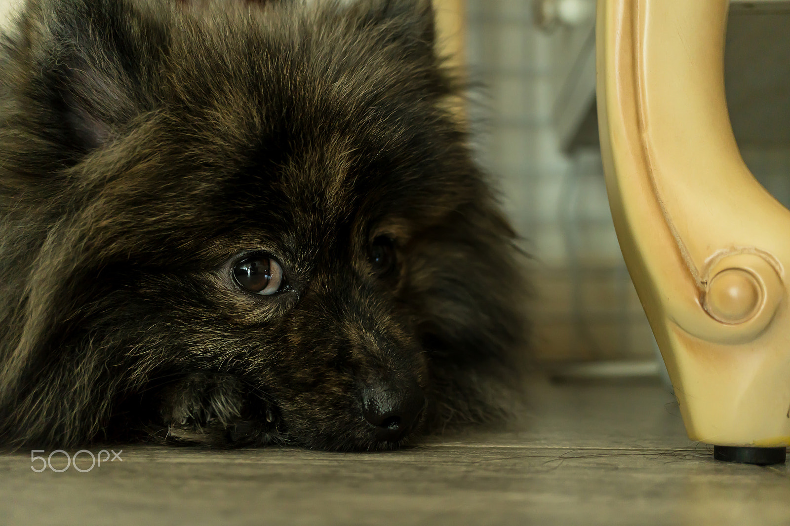 Sony a6300 sample photo. Pomeranian tiger hairs lethargic on the floor photography
