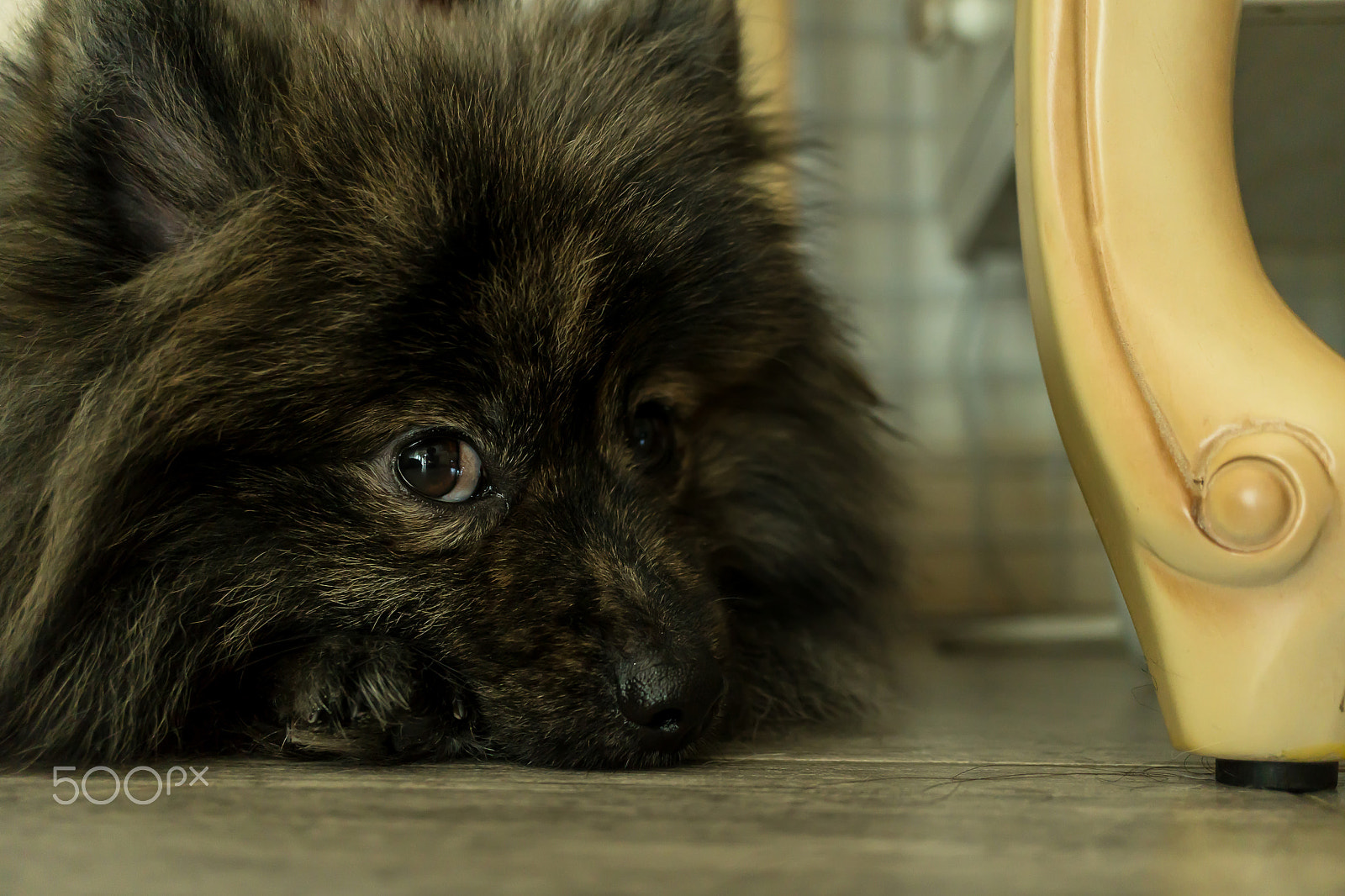 Sony a6300 + Sony E 30mm F3.5 Macro sample photo. Pomeranian tiger hairs lethargic on the floor photography