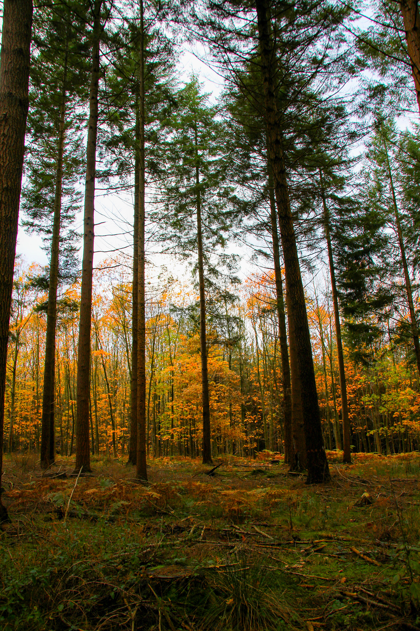 Canon EOS 100D (EOS Rebel SL1 / EOS Kiss X7) + Sigma 18-200mm f/3.5-6.3 DC OS HSM [II] sample photo. Pines in the perche forest in normandy photography