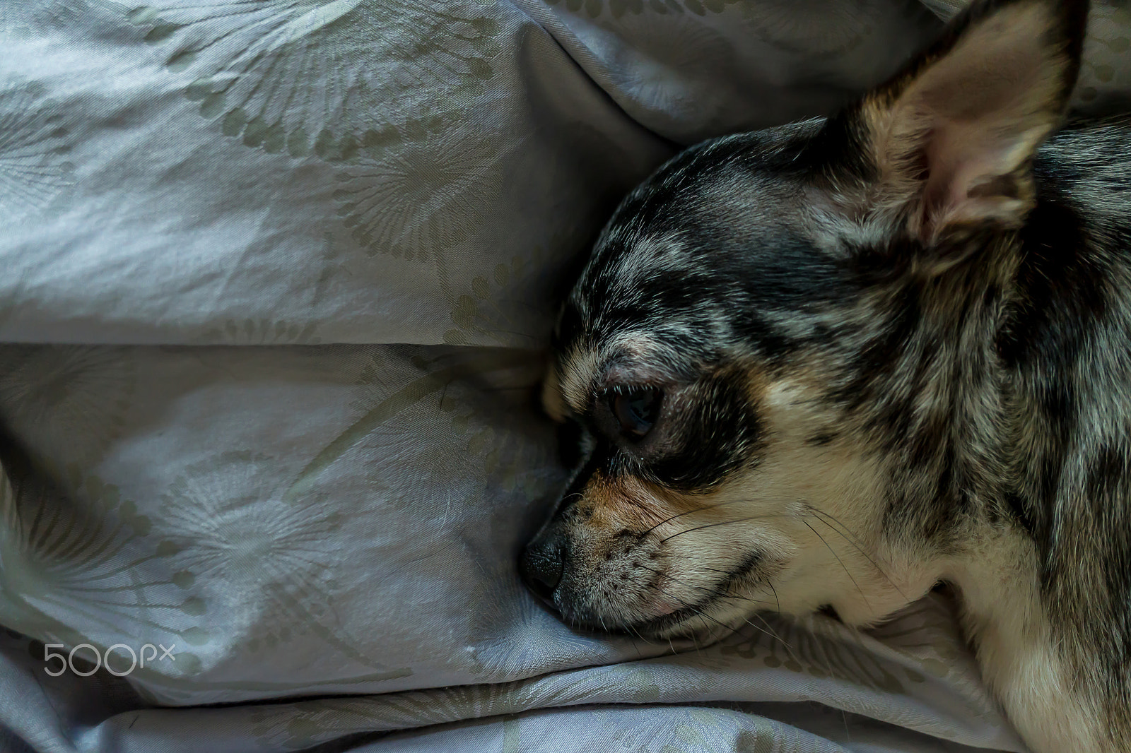 Sony a6300 + Sony E 30mm F3.5 Macro sample photo. Chihuahua tiger hairs lethargic on the bed photography