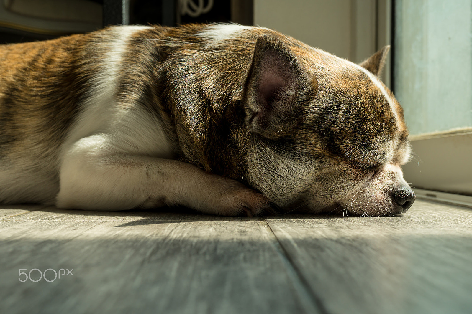 Sony a6300 + Sony E 30mm F3.5 Macro sample photo. Chihuahua tiger hairs lethargic on the floor photography