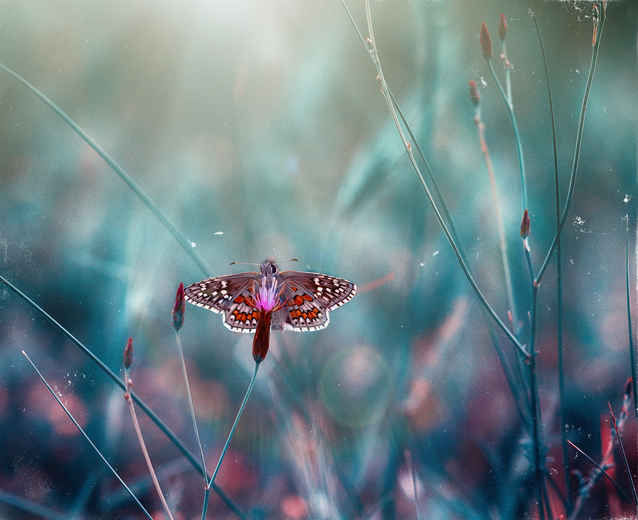 Pentax smc D-FA 100mm F2.8 Macro WR sample photo. Butterfly photography