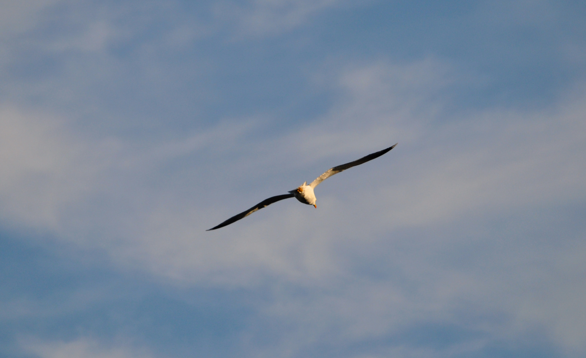Nikon D5000 sample photo. Seagoll-2 photography