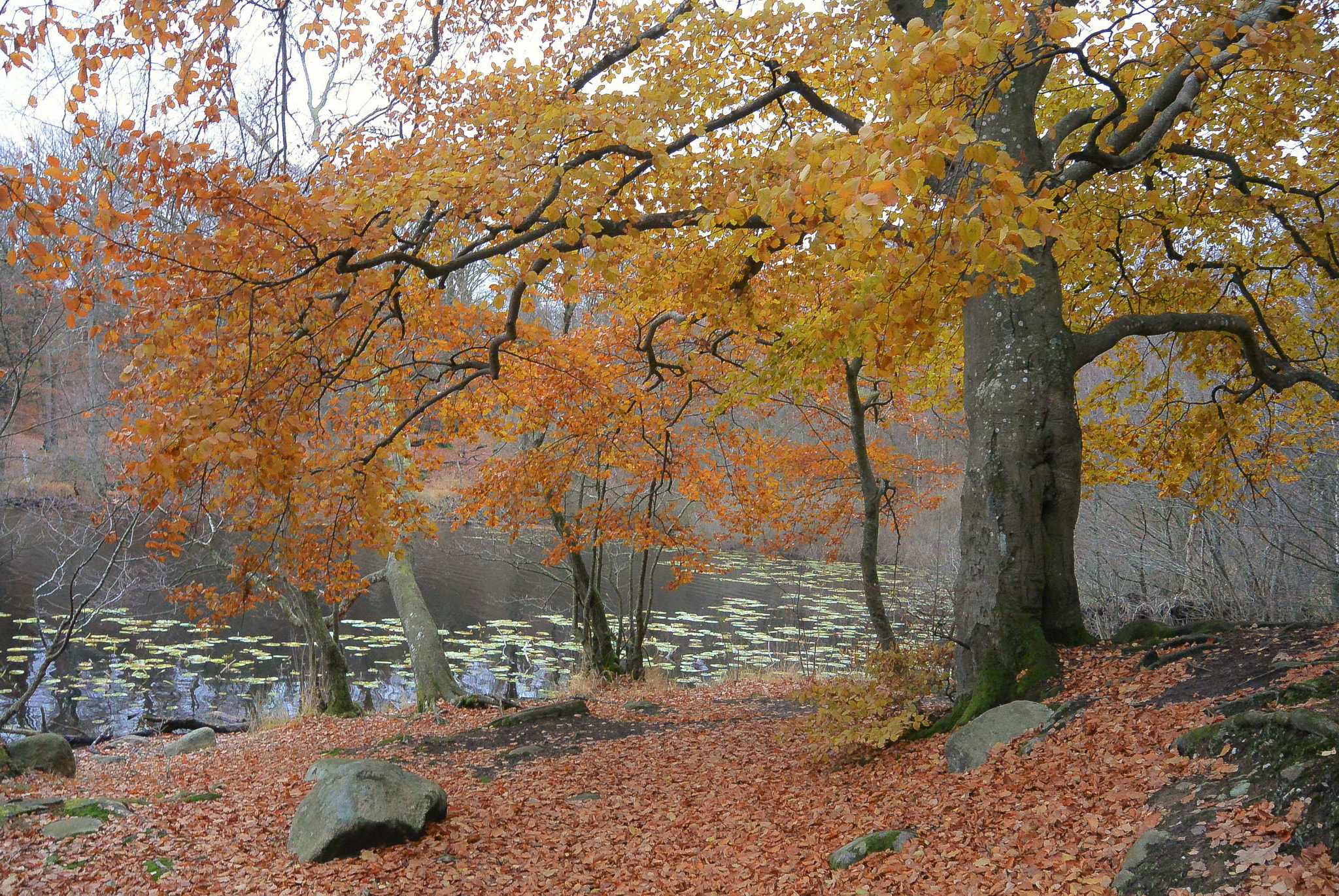 Nikon 1 Nikkor 11-27.5mm F3.5-5.6 sample photo. Autumn´s kiss... photography