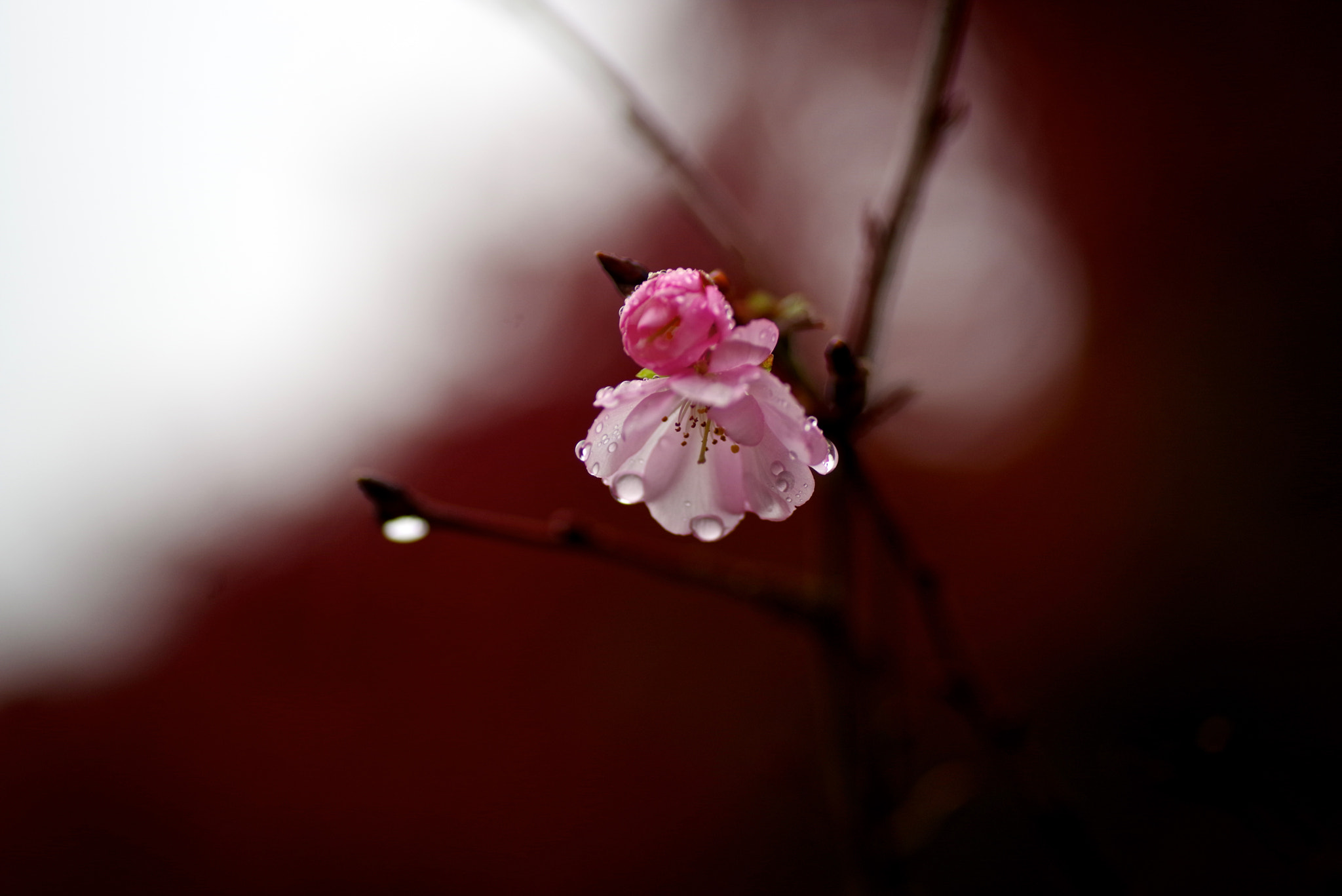 Pentax K-1 sample photo. October cherry photography