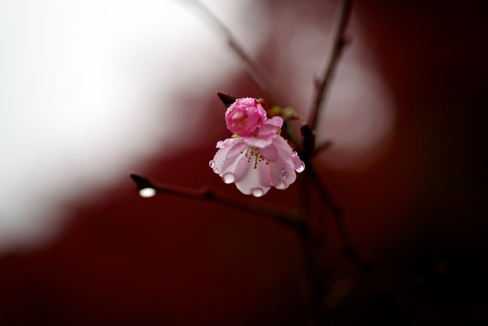 Tamron SP AF 90mm F2.8 Di Macro sample photo. October cherry photography