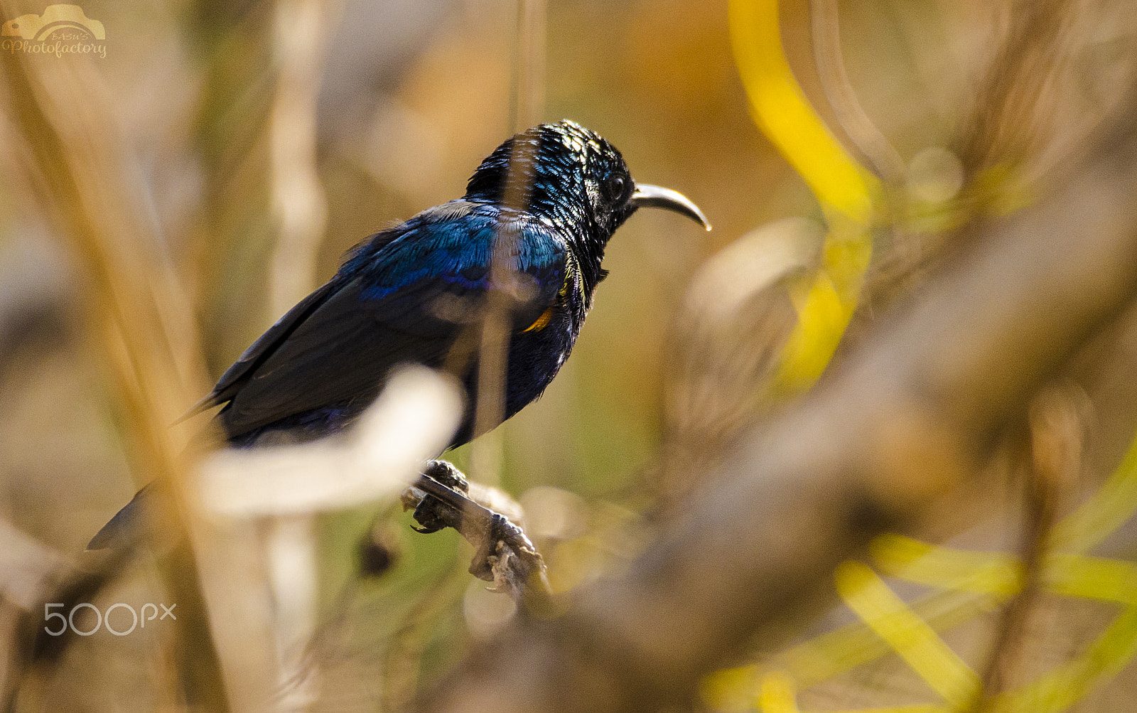 Sigma 150-600mm F5-6.3 DG OS HSM | C sample photo. Purple sun bird photography