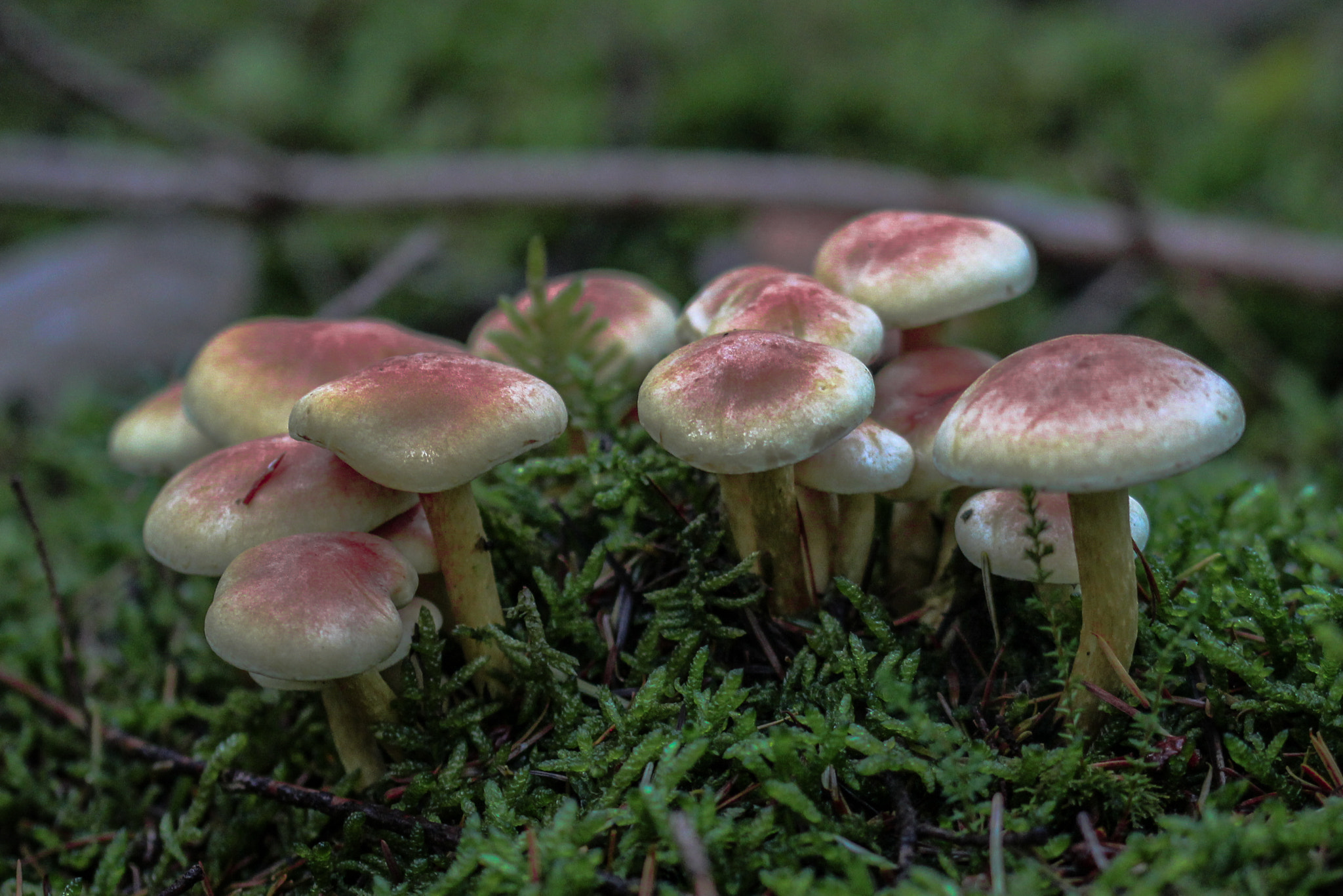Sigma 105mm F2.8 EX DG OS HSM sample photo. Mushroom 3 photography