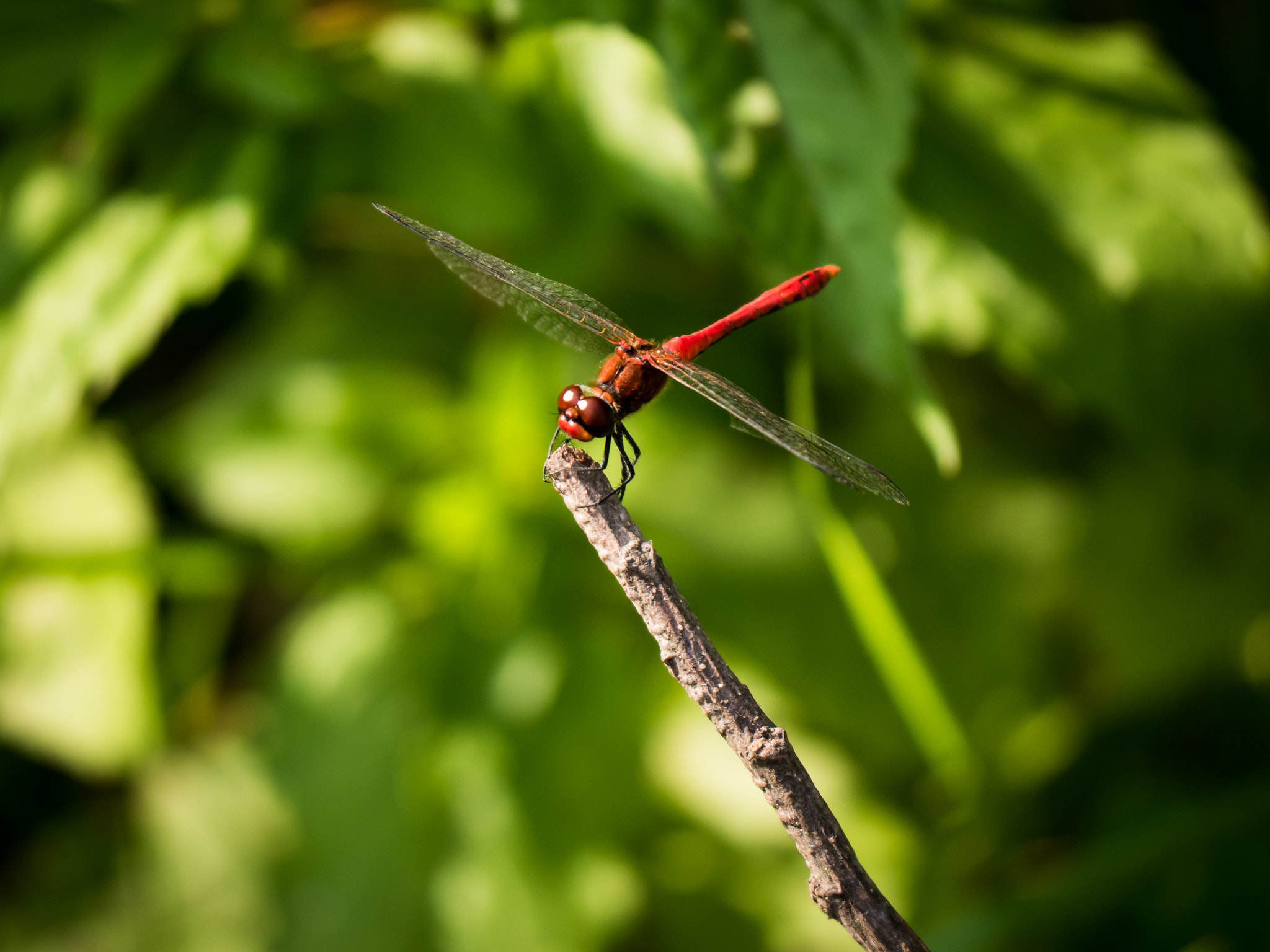 Panasonic Lumix DMC-GH4 sample photo. Ruddy darter (sympetrum sanguineum) photography