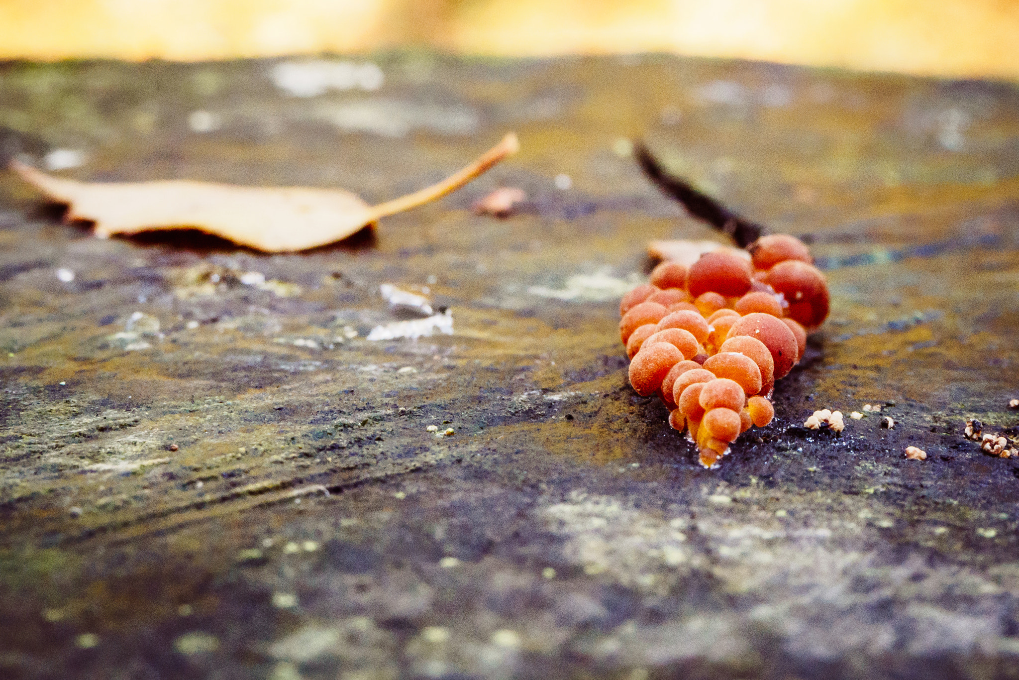 Olympus OM-D E-M10 II sample photo. Mini mushrooms photography