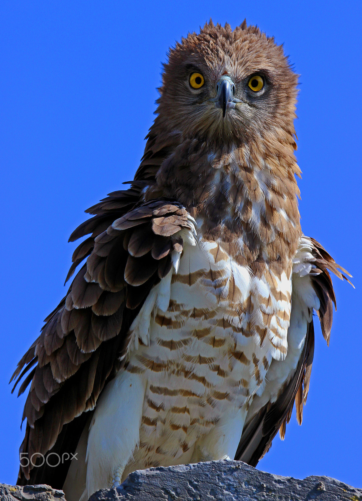 Tamron SP 150-600mm F5-6.3 Di VC USD sample photo. Circaète photography