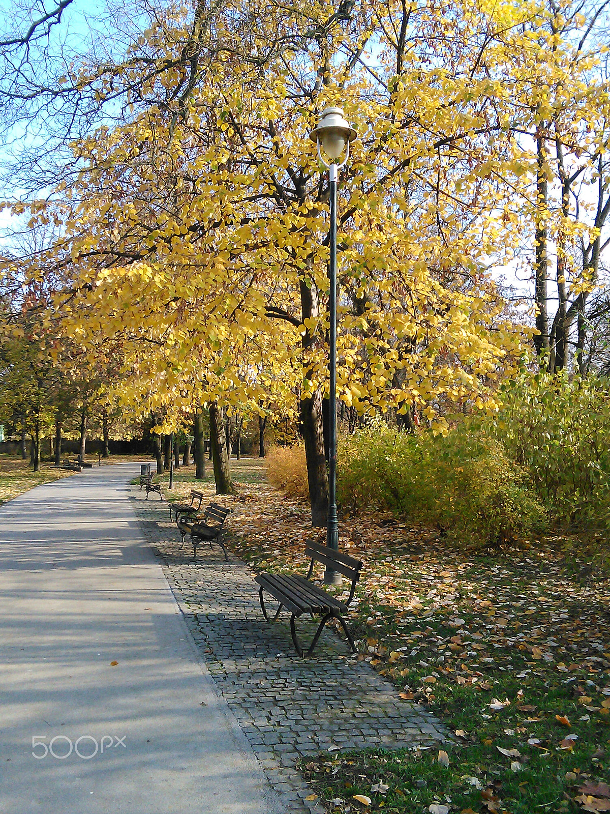 HUAWEI G620S-L01 sample photo. Autumn in yellow photography