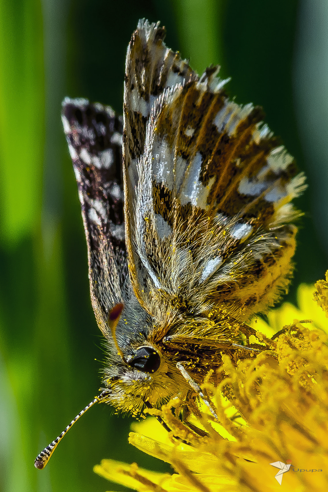 Nikon D800E + AF Micro-Nikkor 105mm f/2.8 sample photo. Pollen party photography
