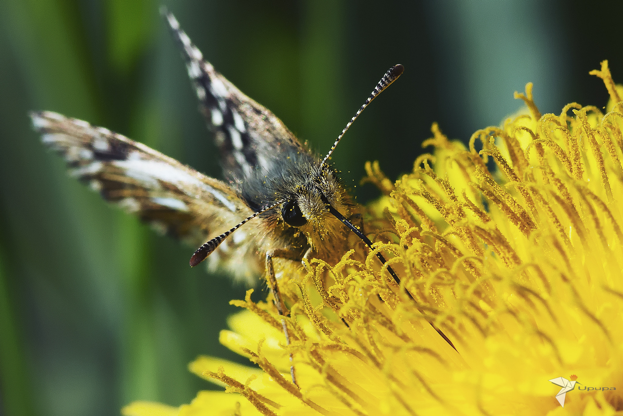 Nikon D800E + AF Micro-Nikkor 105mm f/2.8 sample photo. Butterfly on dandelium photography