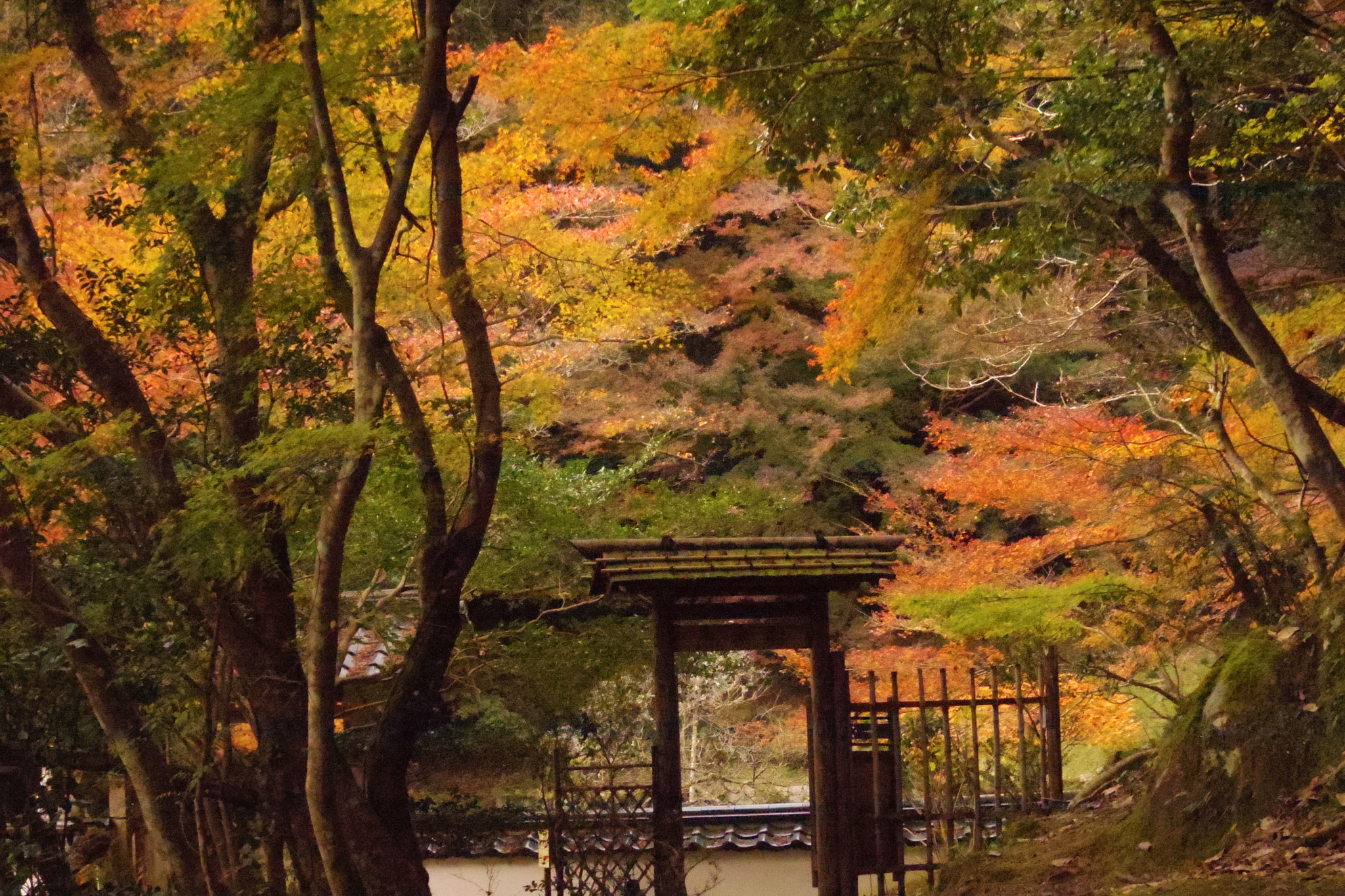 Pentax Q7 sample photo. 秋の深まり photography