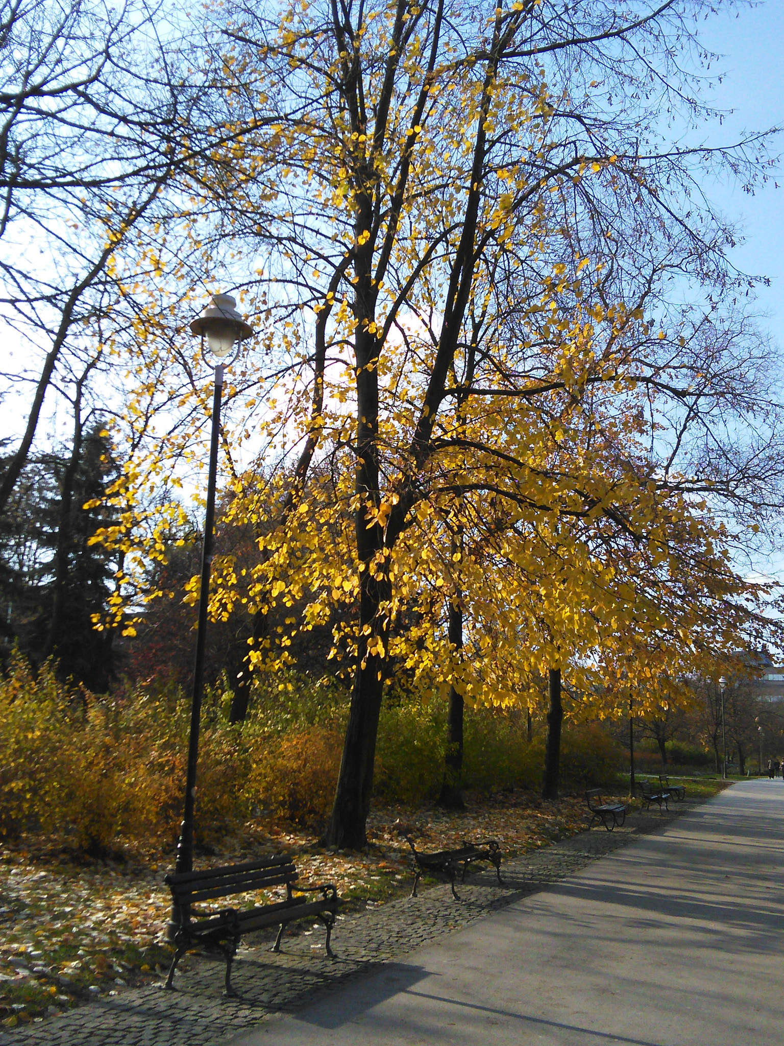 HUAWEI G620S-L01 sample photo. Img_20161114_115021.jpg photography