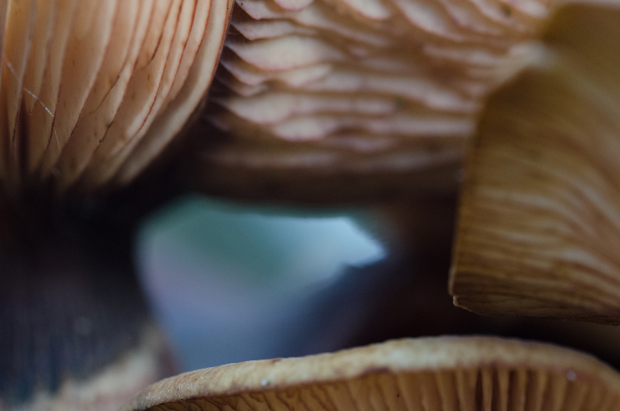 Sigma 150mm F2.8 EX DG OS Macro HSM sample photo. Magic mushrooms photography