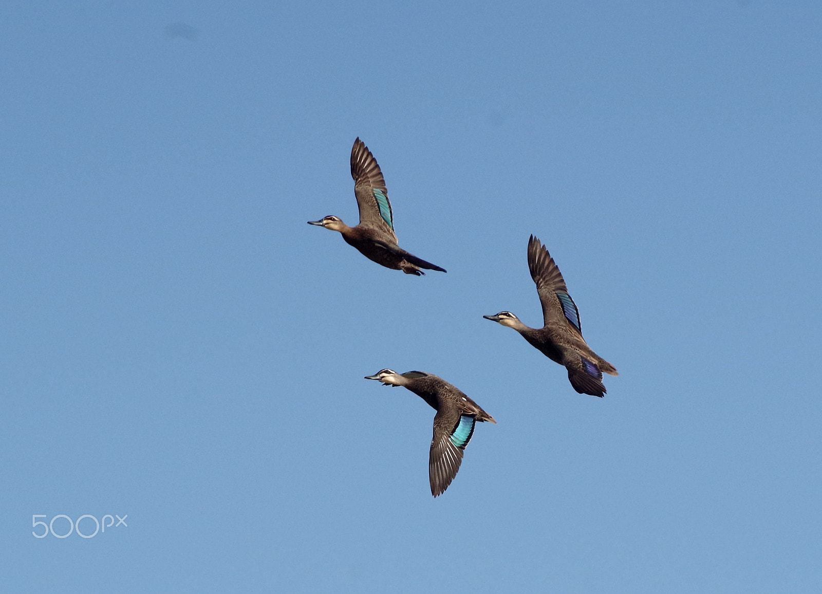 Pentax K-30 sample photo. Three ducks photography
