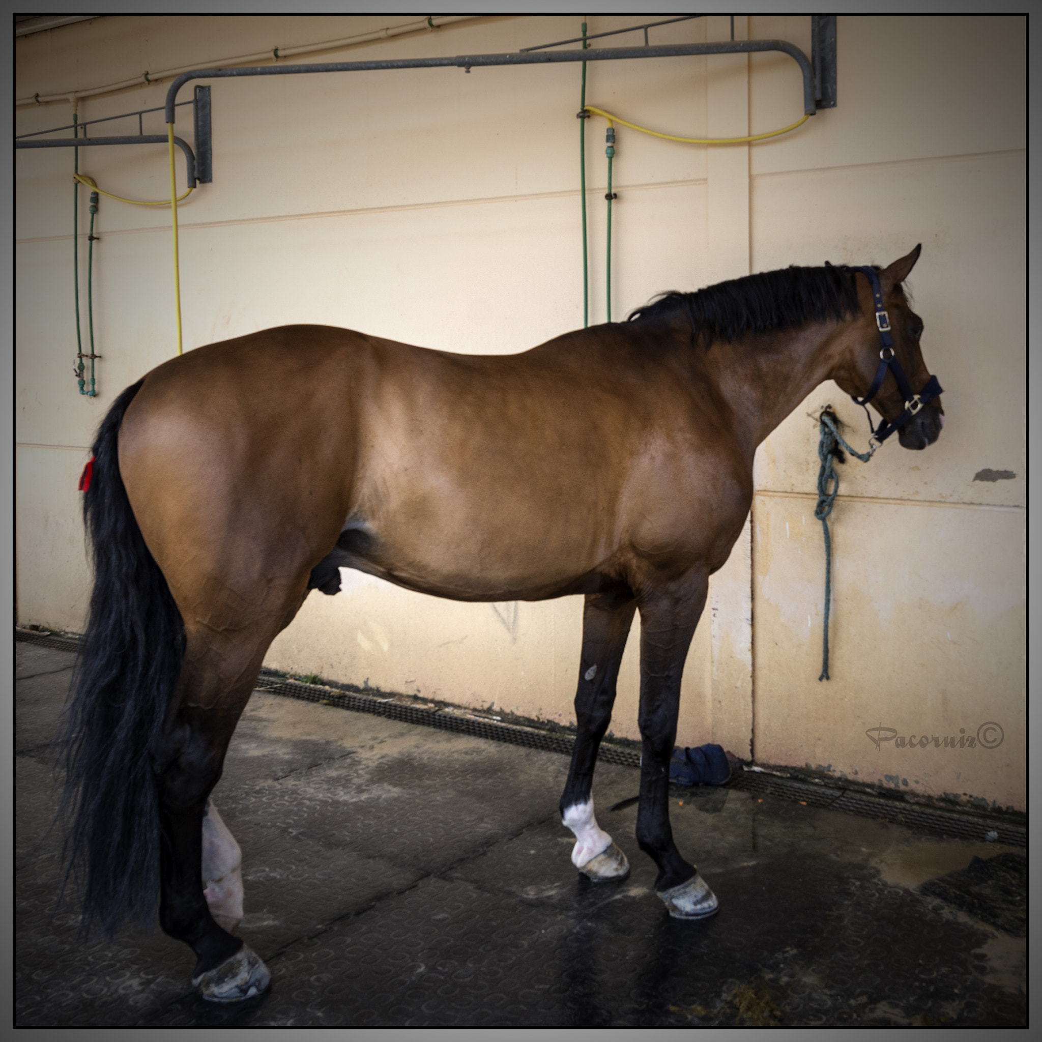 Nikon AF-S Nikkor 14-24mm F2.8G ED sample photo. Caballo photography