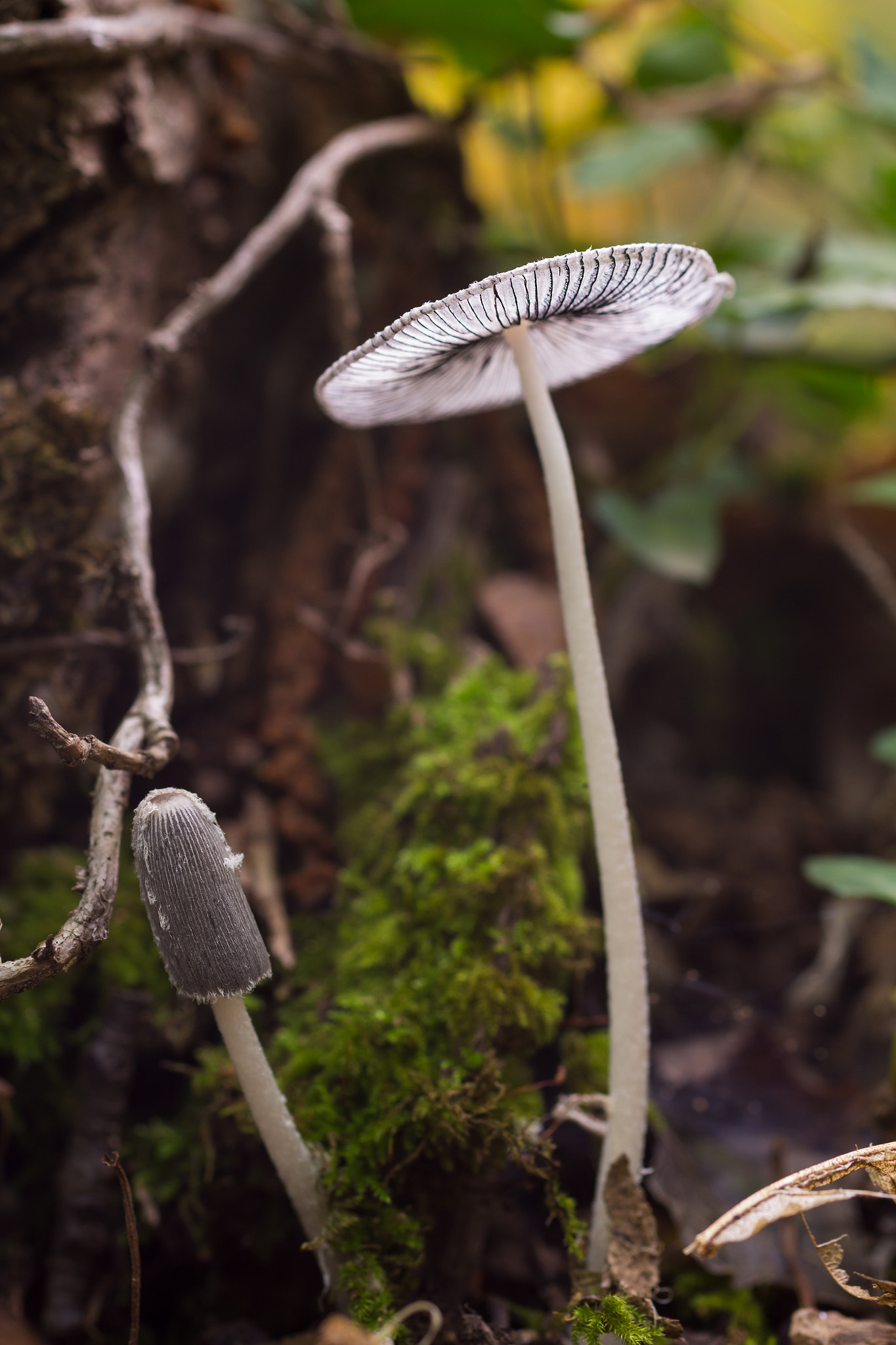 Canon EOS 60D + Sigma 50mm f/2.8 EX sample photo. Parasola plicatilis photography