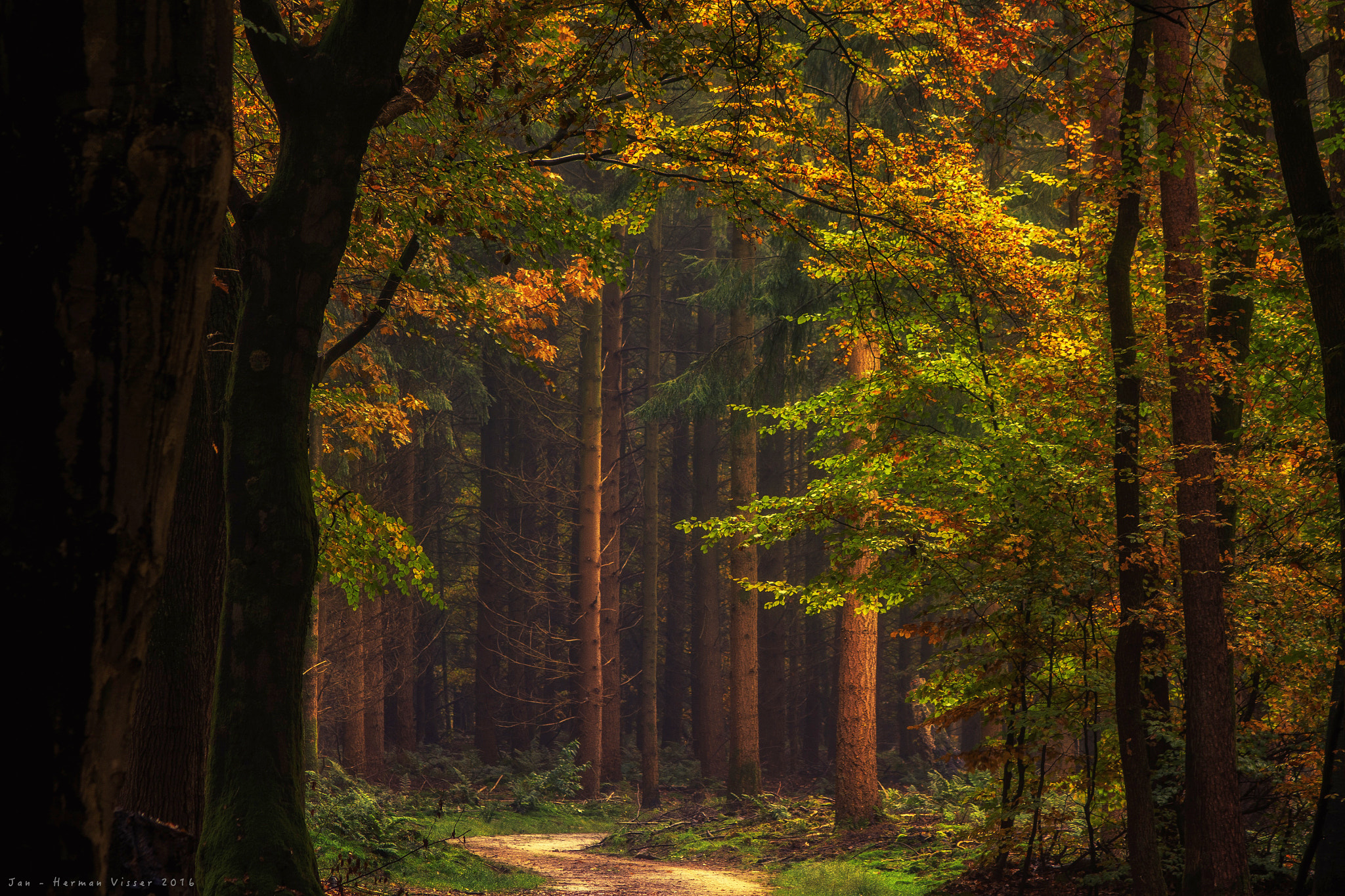Canon EOS 50D + Canon EF 50-200mm f/3.5-4.5 sample photo. Forest in autumn photography
