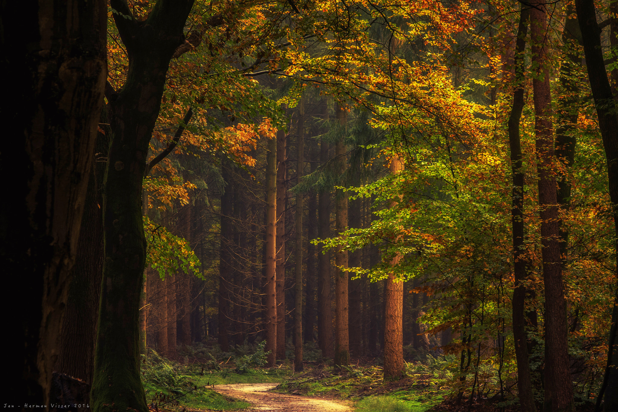 Canon EF 50-200mm f/3.5-4.5 sample photo. Forest in autumn photography