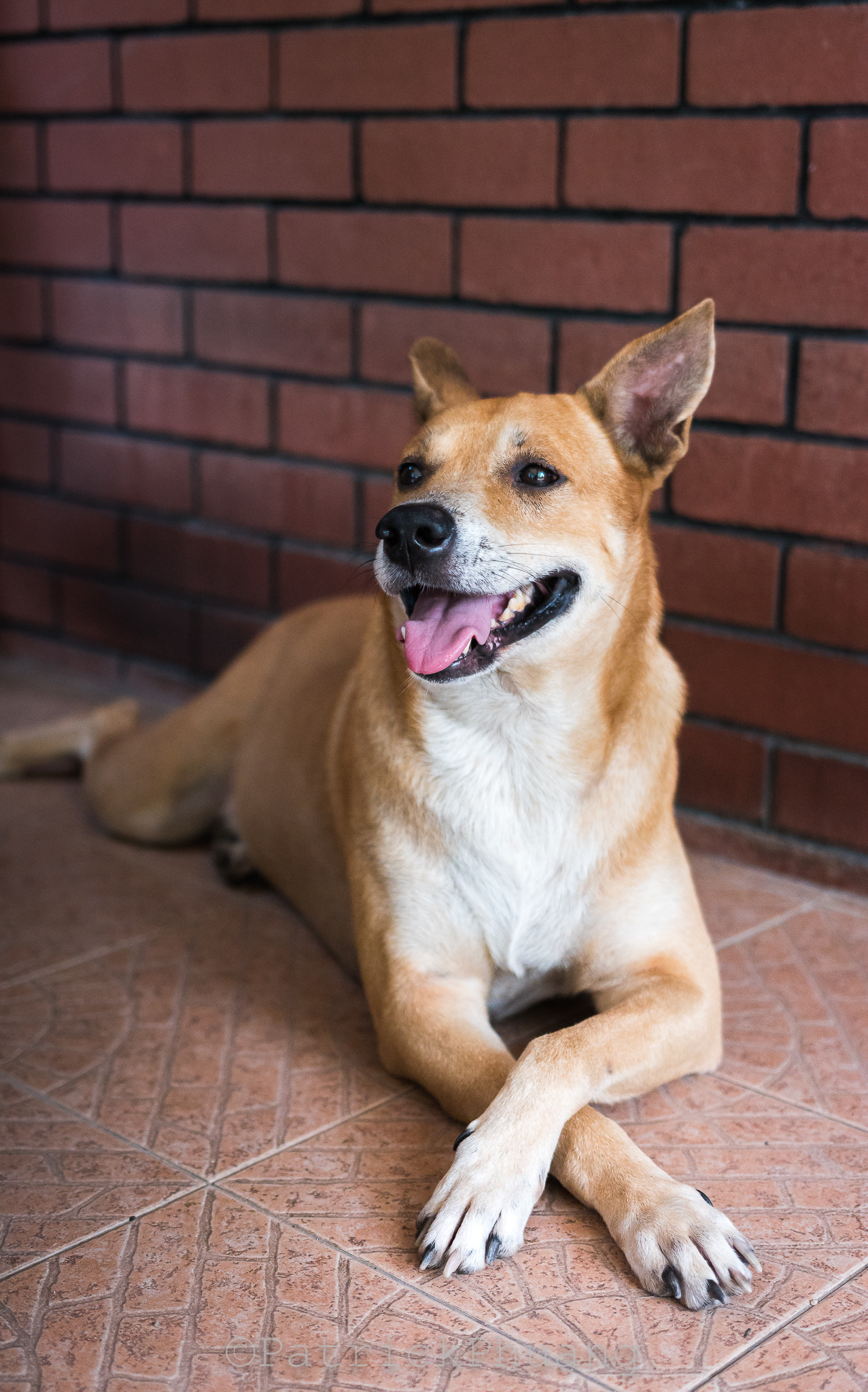 Nikon D5500 + Sigma 18-35mm F1.8 DC HSM Art sample photo. Pet dog photography