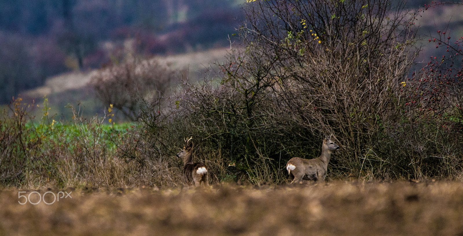 Nikon D3200 sample photo. Roe deers (capreolus capreolus) photography