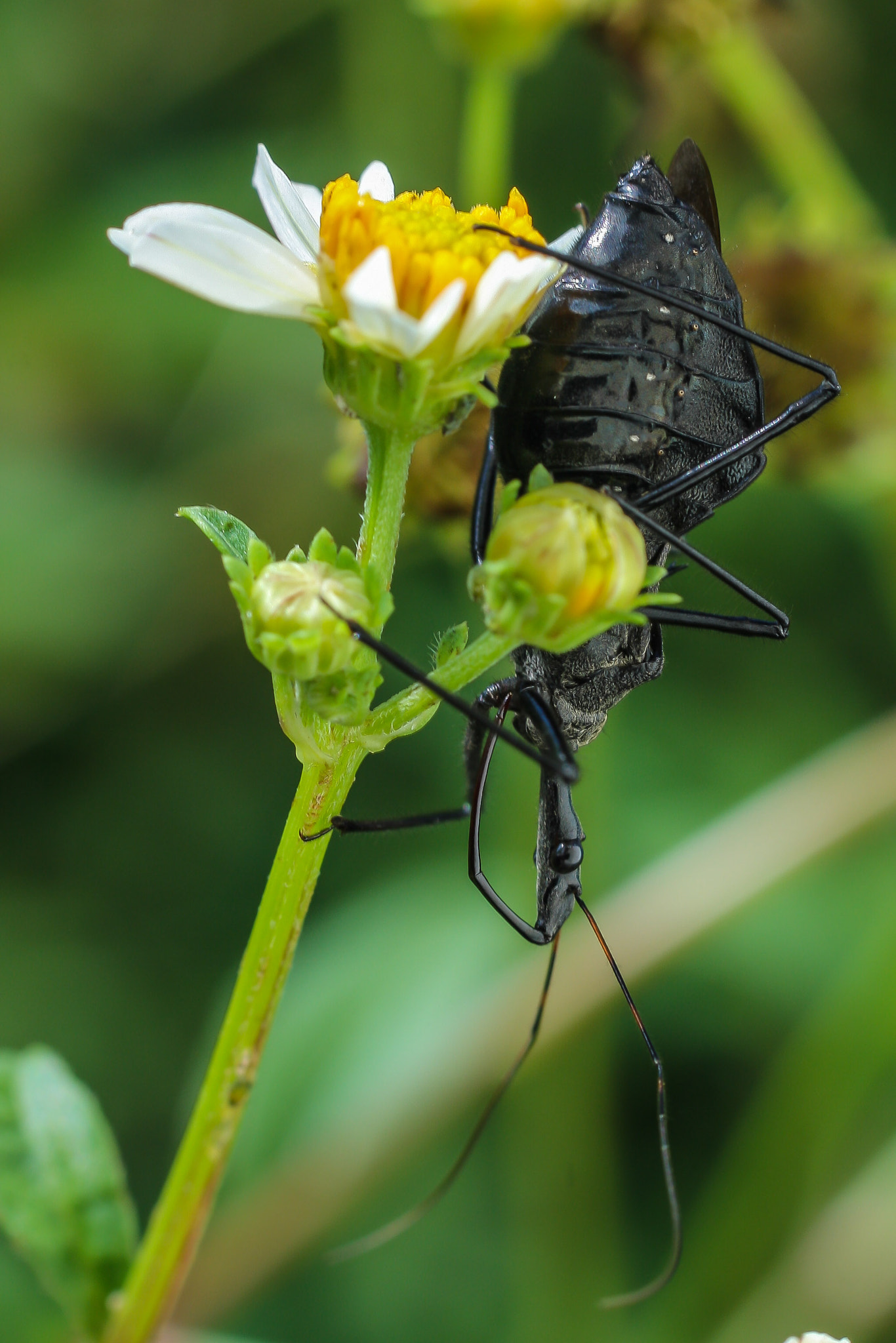 Canon EF-S 55-250mm F4-5.6 IS sample photo. Assasin bug photography