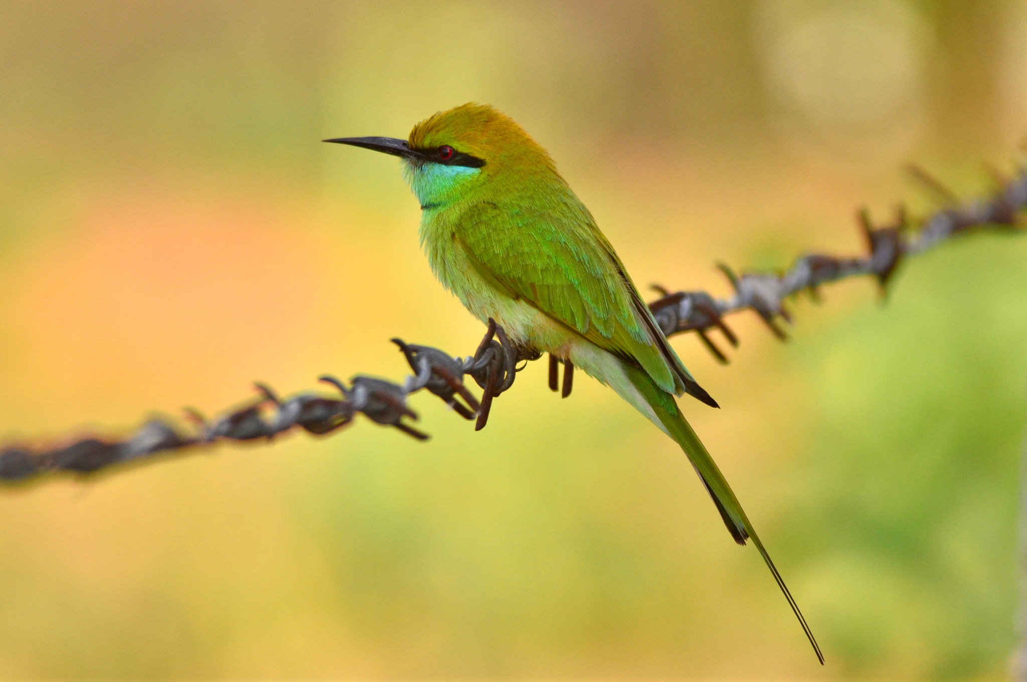 Nikon D7000 + Nikon AF-S Nikkor 300mm F4D ED-IF sample photo. Fence sitter... photography