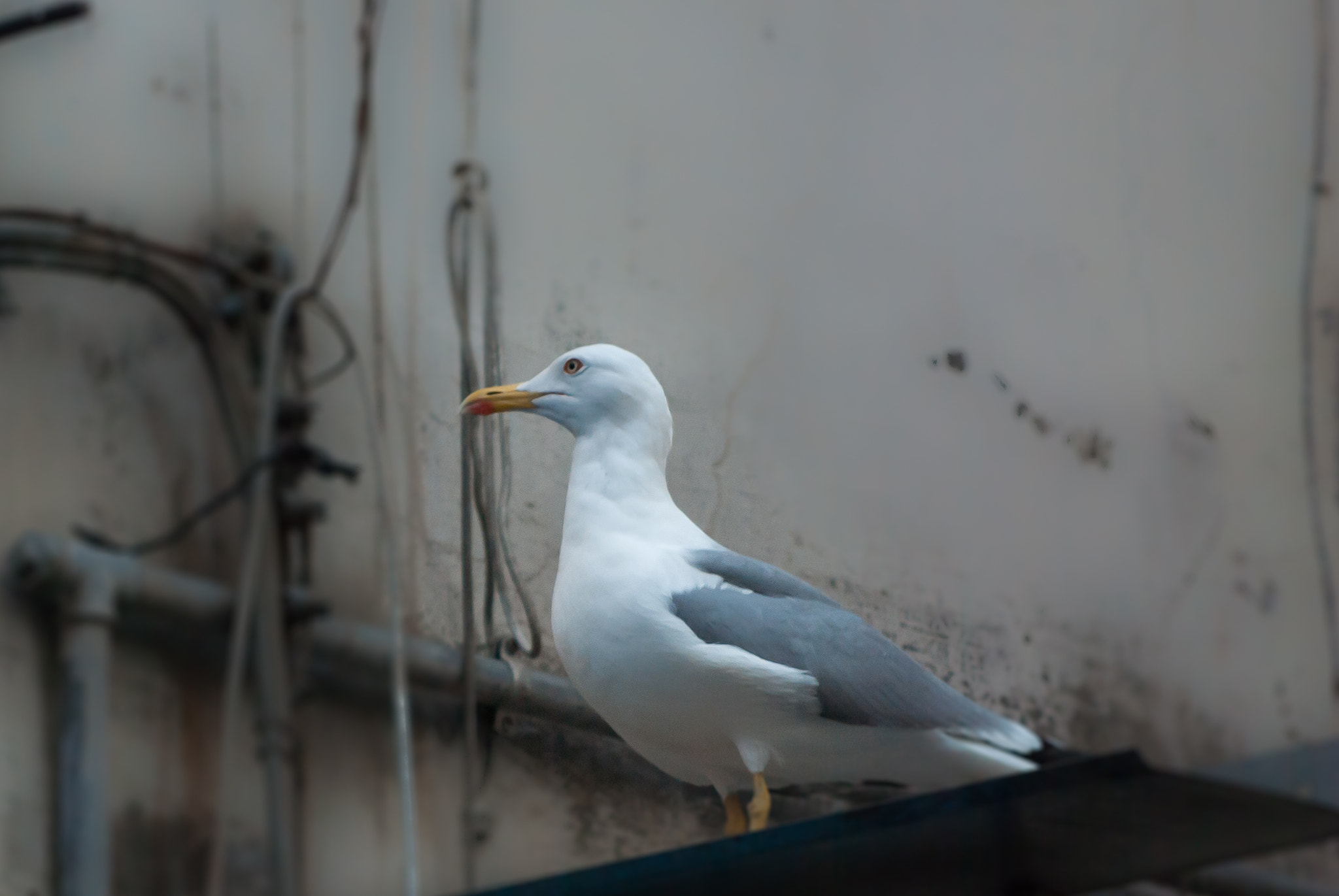 Nikon D40X sample photo. Far from sea photography