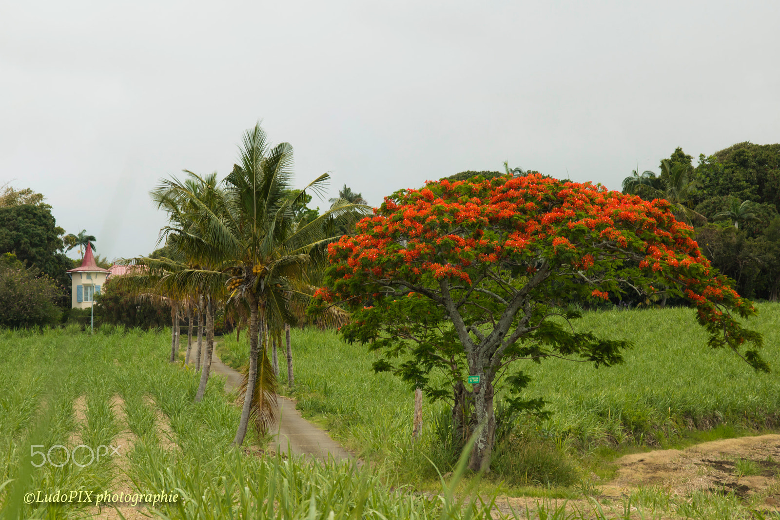 Canon EOS 760D (EOS Rebel T6s / EOS 8000D) + Canon TS-E 90mm F2.8 Tilt-Shift sample photo. Flamboyant photography