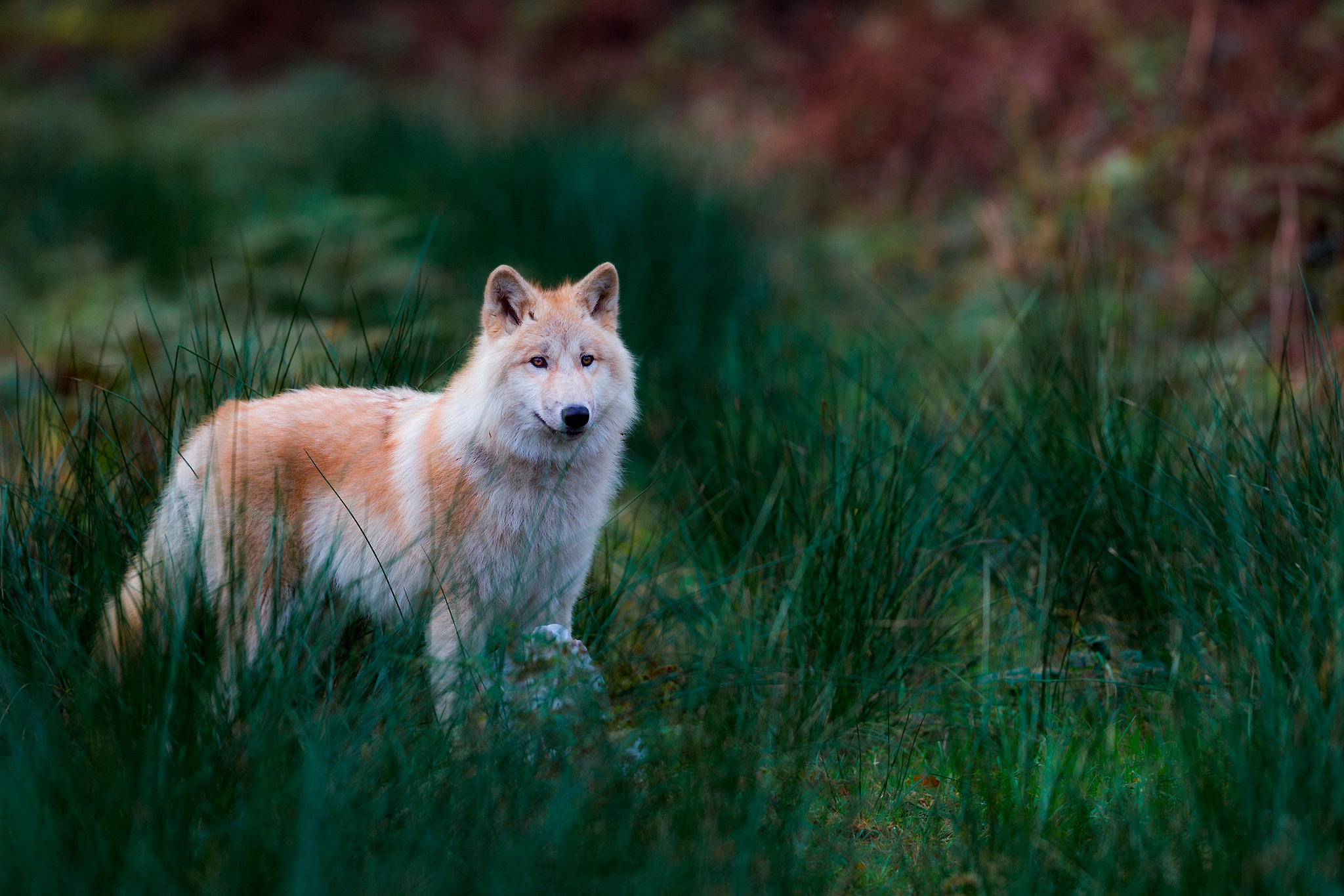 Canon EOS-1D X + Canon EF 200mm F2L IS USM sample photo. In the forest photography