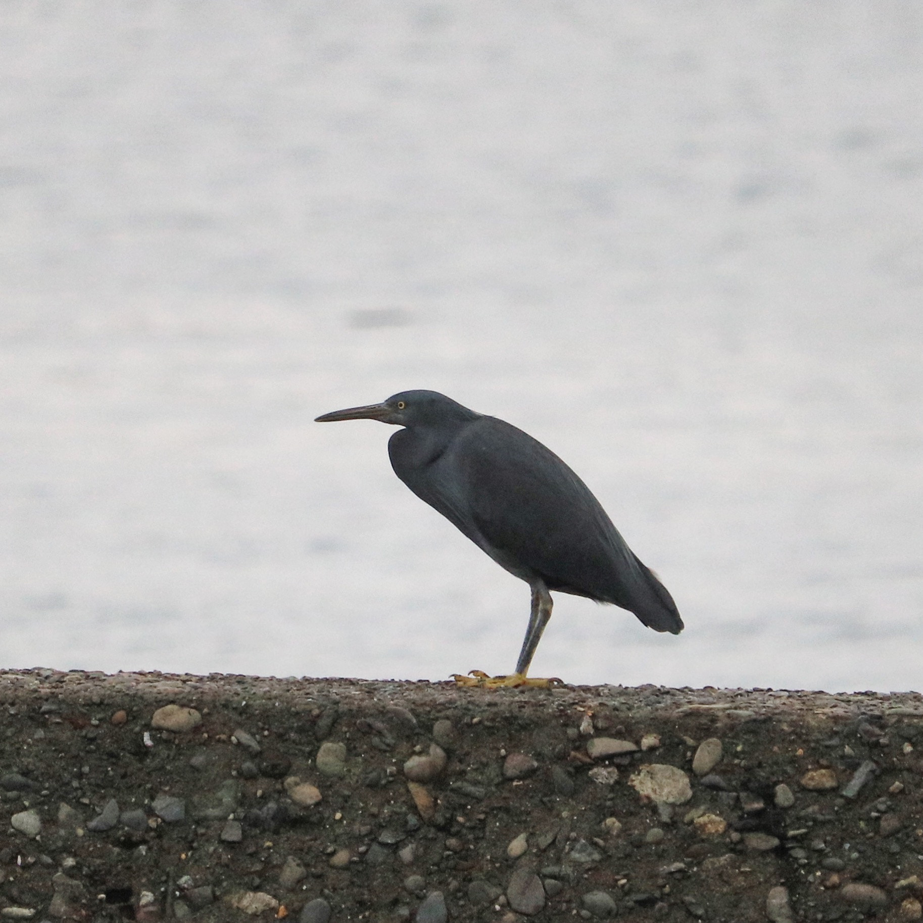 Canon EOS 750D (EOS Rebel T6i / EOS Kiss X8i) + Canon EF-S 55-250mm F4-5.6 IS STM sample photo