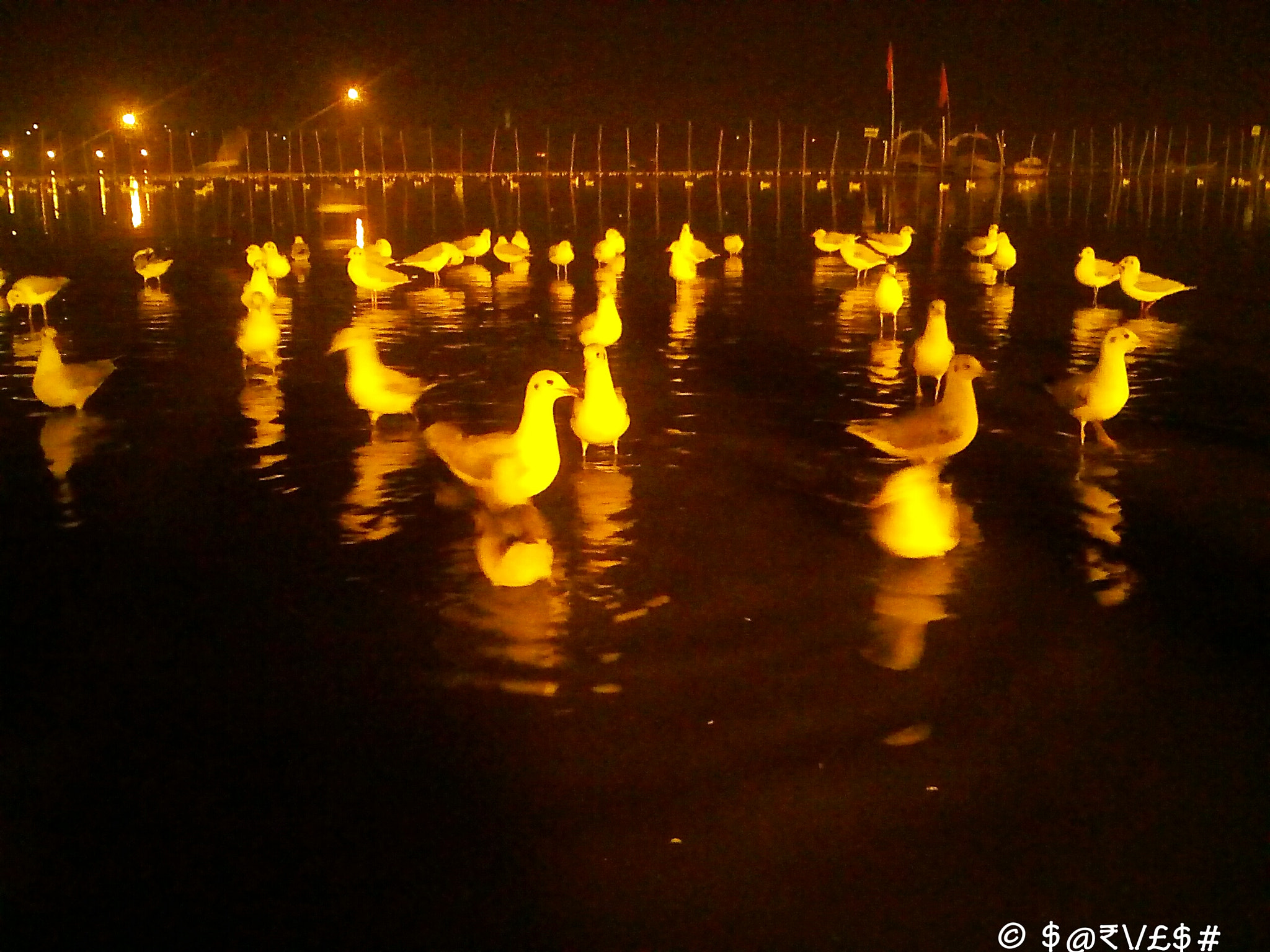 Micromax Canvas A1 sample photo. Siberian birds photography