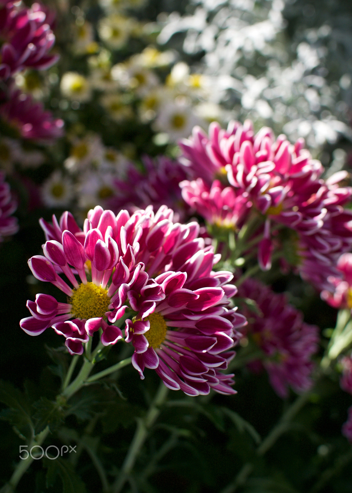Nikon 1 J2 sample photo. Sunny chrysanthemums photography